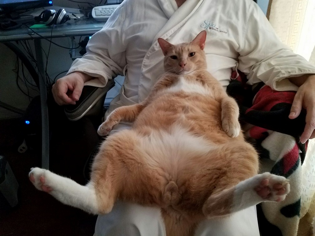 My Cat Likes to Sleep Like This. Is This Normal