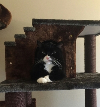 My Cat Looking Real Tough Atop His Cat Mansion