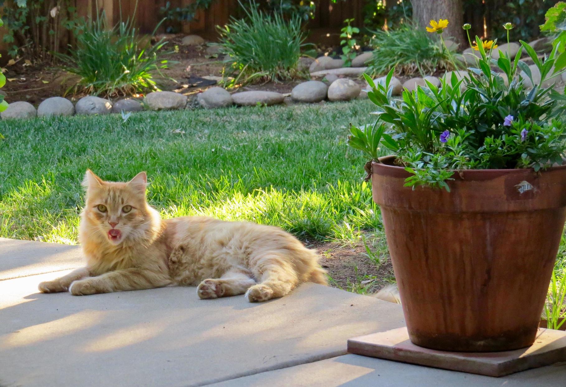 My Cat Looks Like Hes Playing Speak Out