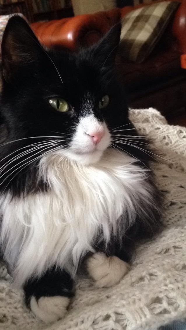 My Cat Marvin Was Very Photogenic Today