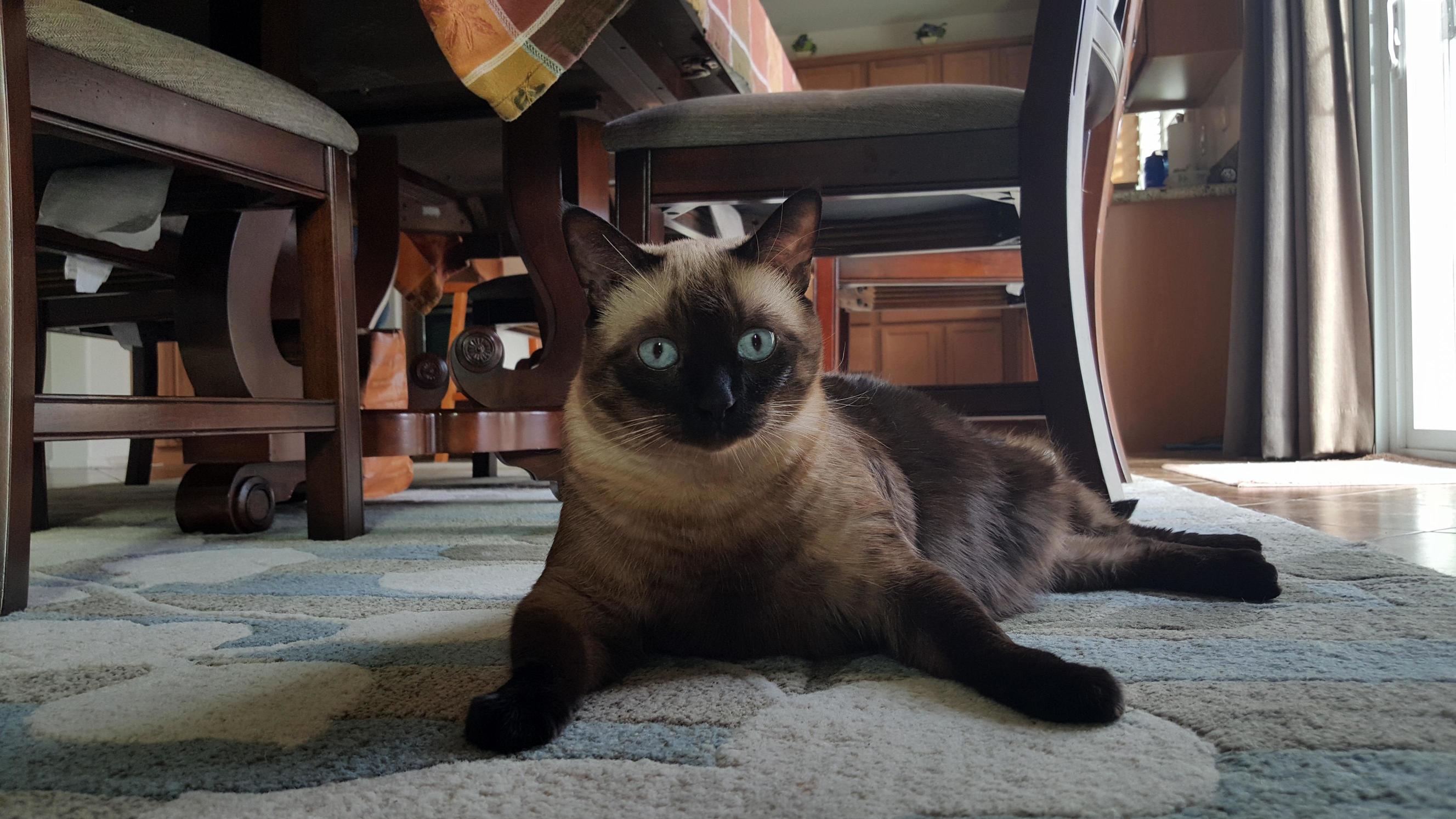 My Cat Ming-ming