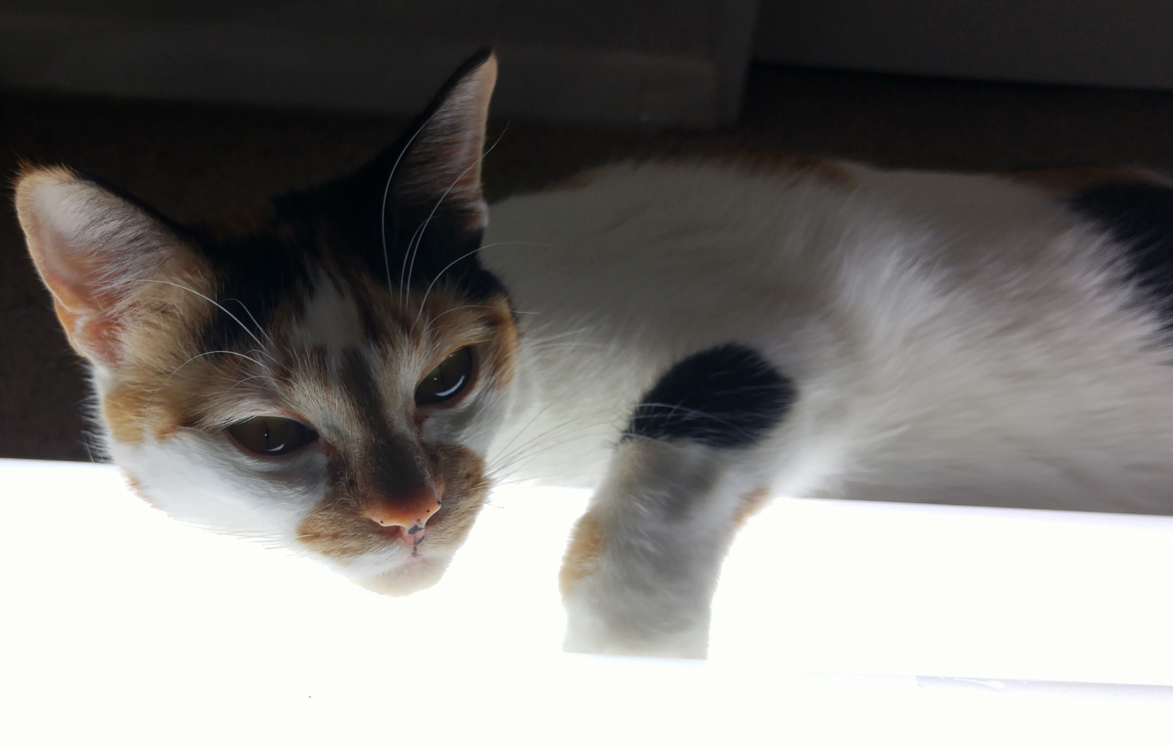 My Cat Resting Her Head on a Fluorescent Bulb During a Photo Shoot