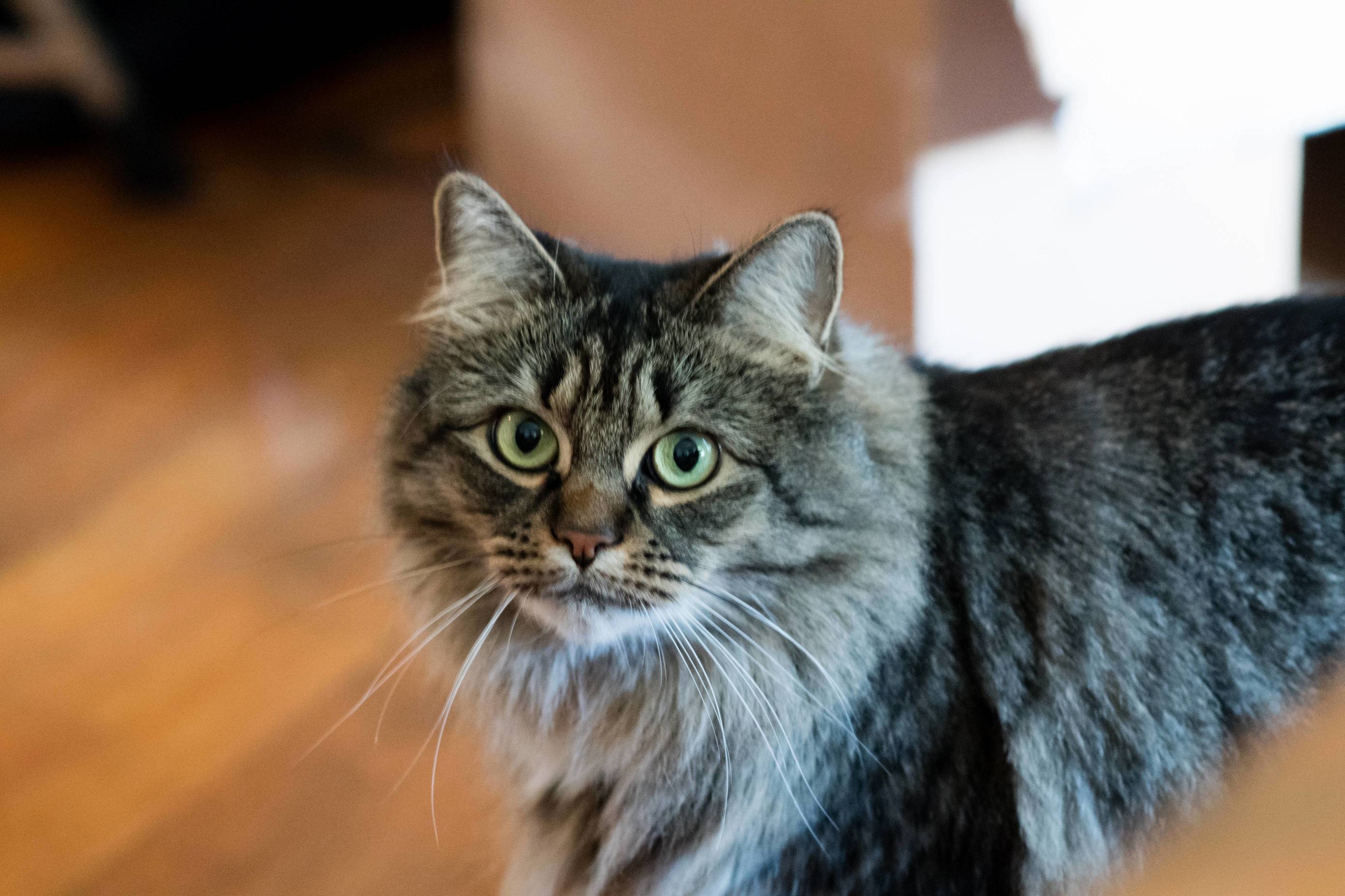 My Cat-sitter Took a Gorgeous Photo of Scraps While I Was Out of Town.