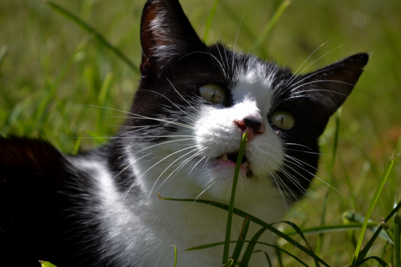My Cat Smelled This Piece of Grass and Saw the Future.