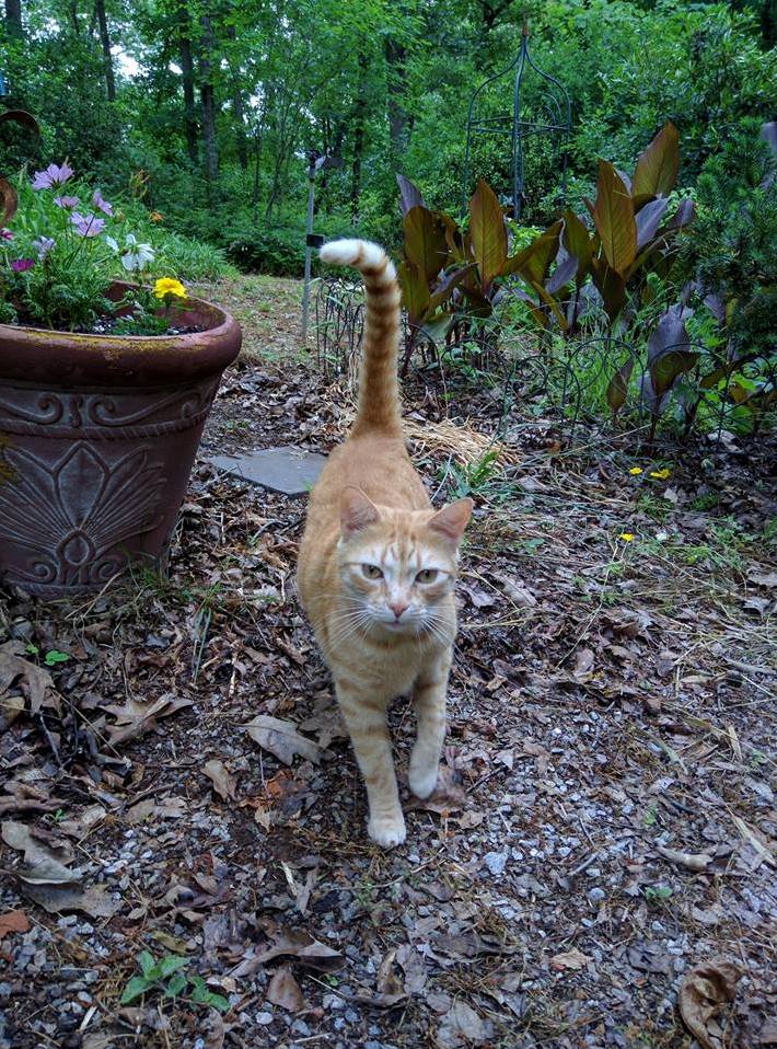 My Cat Takes His Patrol Duties Very Seriously