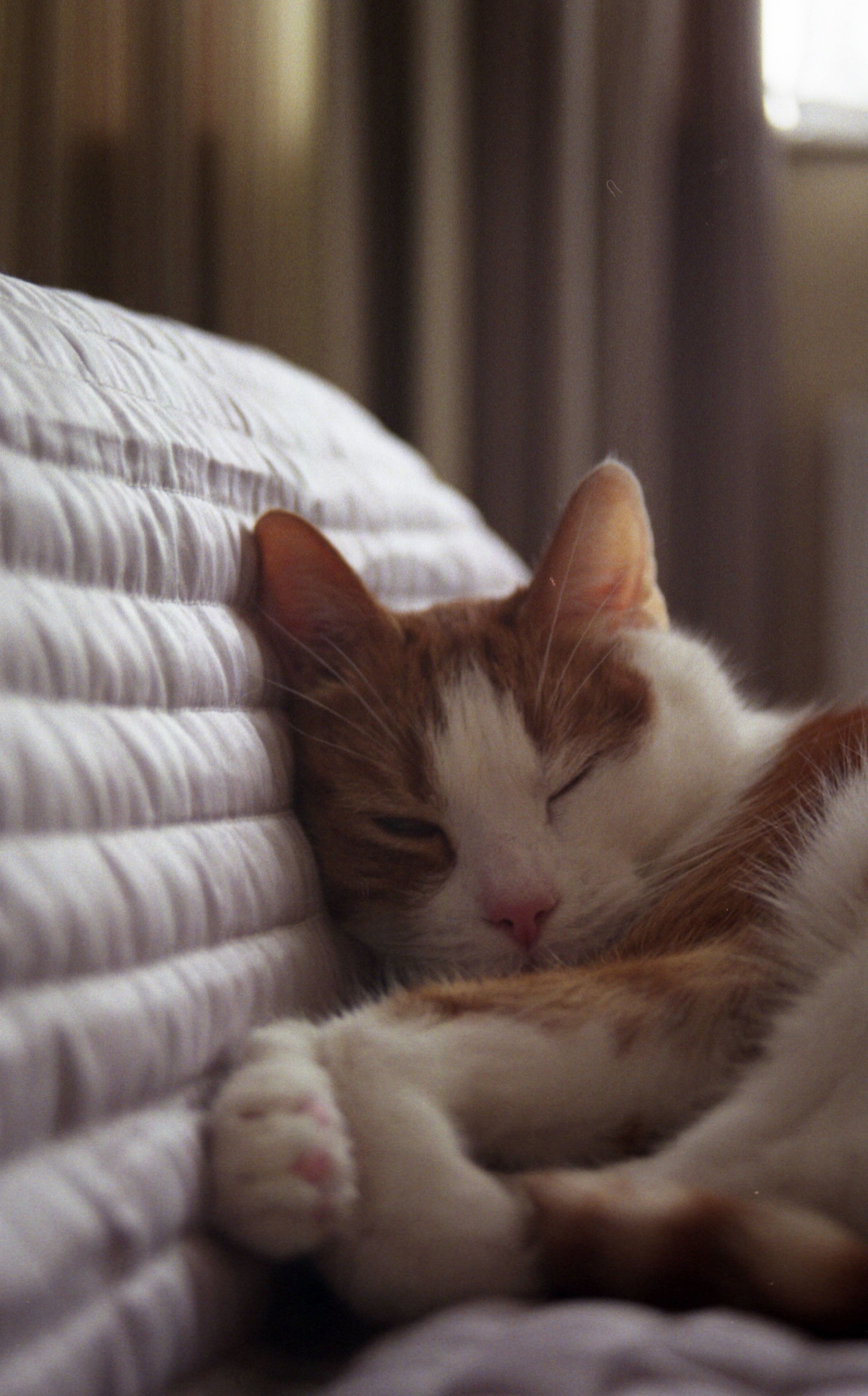 My Cat Waking Up