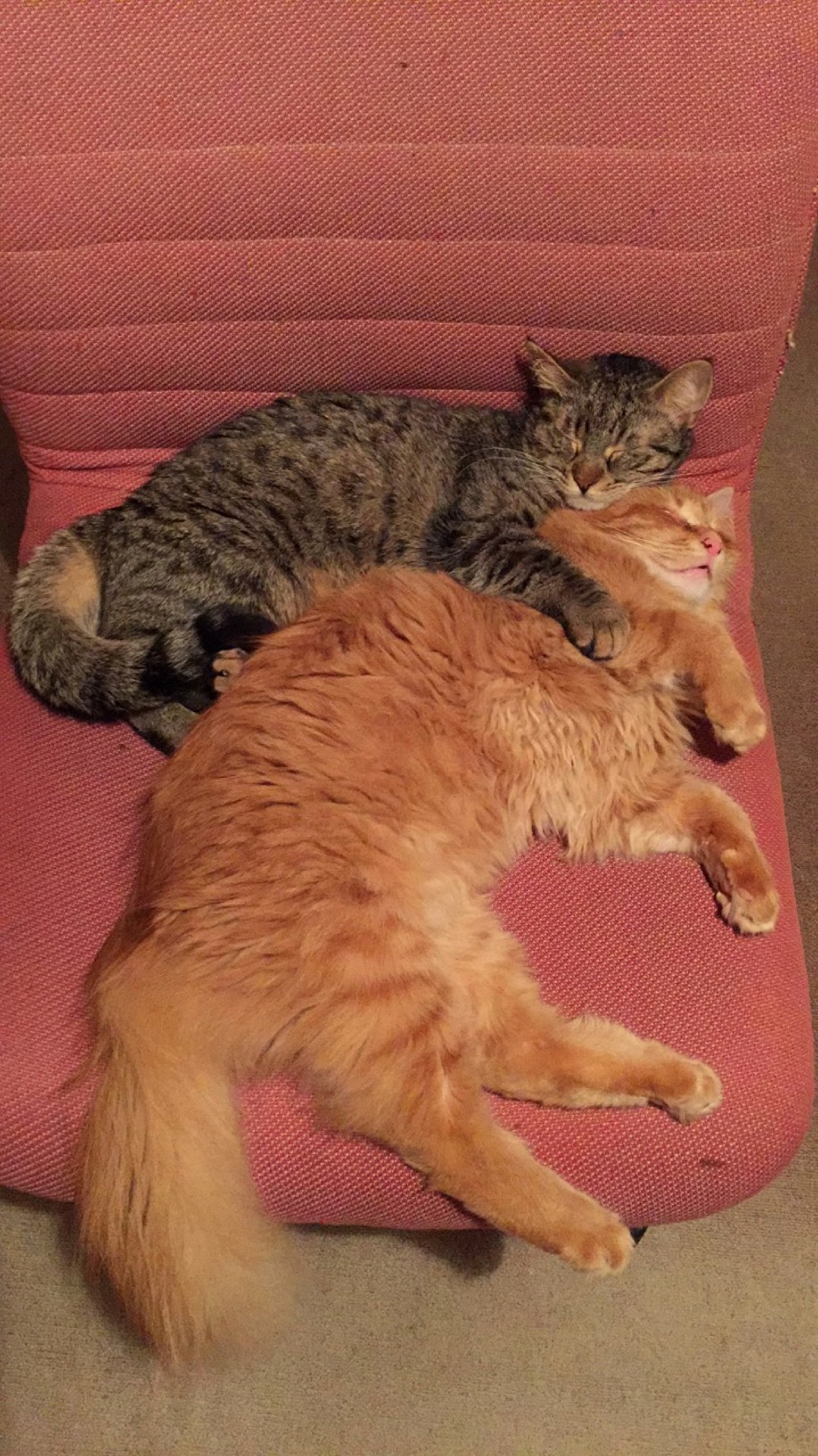 My Cats Are Spooning