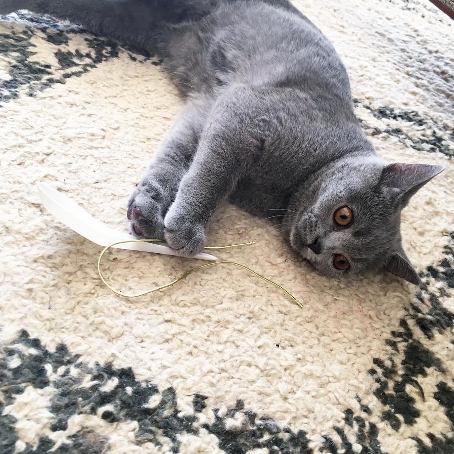 My Cats Favourite Toy Her Beloved Plastic Spoon. They Are Inseparable.