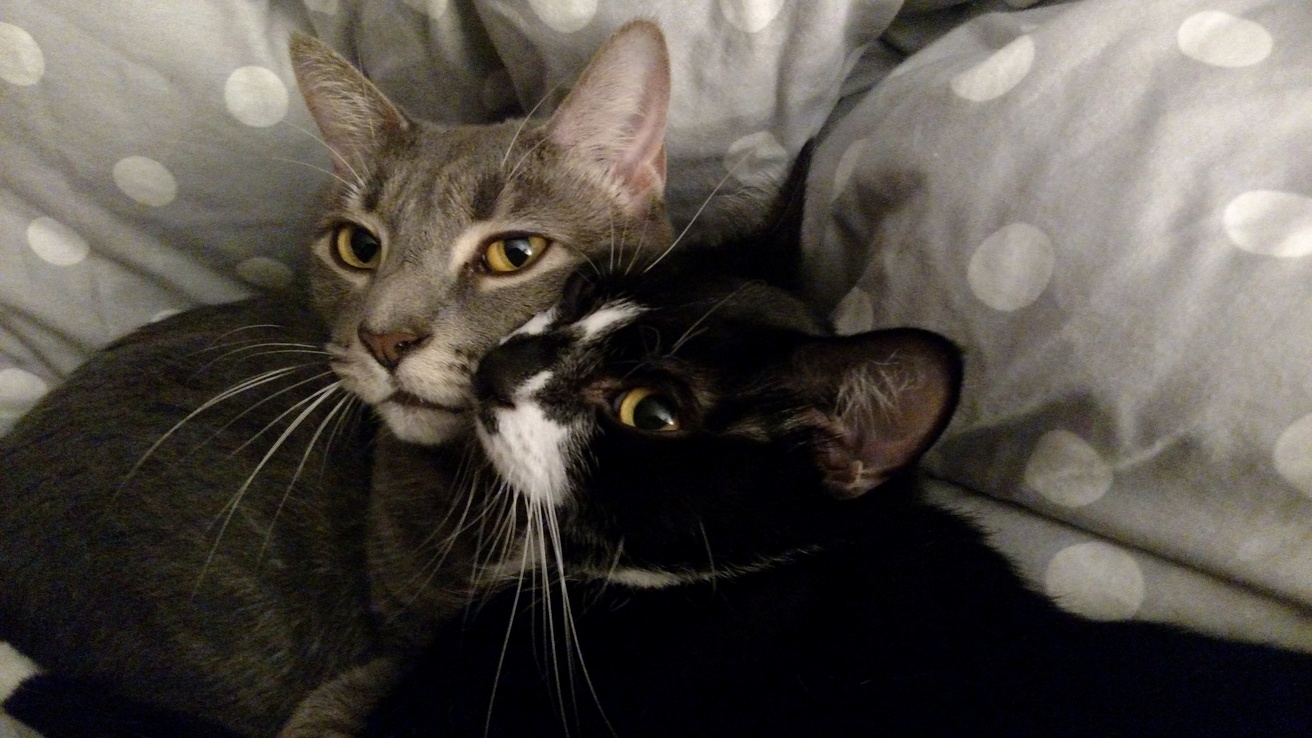 My Cats Posed for a Picture.