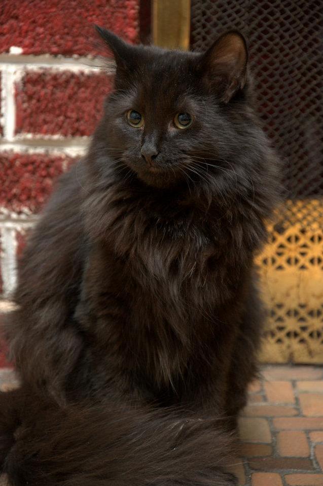 My Companion Since She Was Old Enough to Be Adopted. 6 Years Now and Counting. Shes About 1yo in This Photo and Acting As My Model While I Tried My New Flash on My Camera.