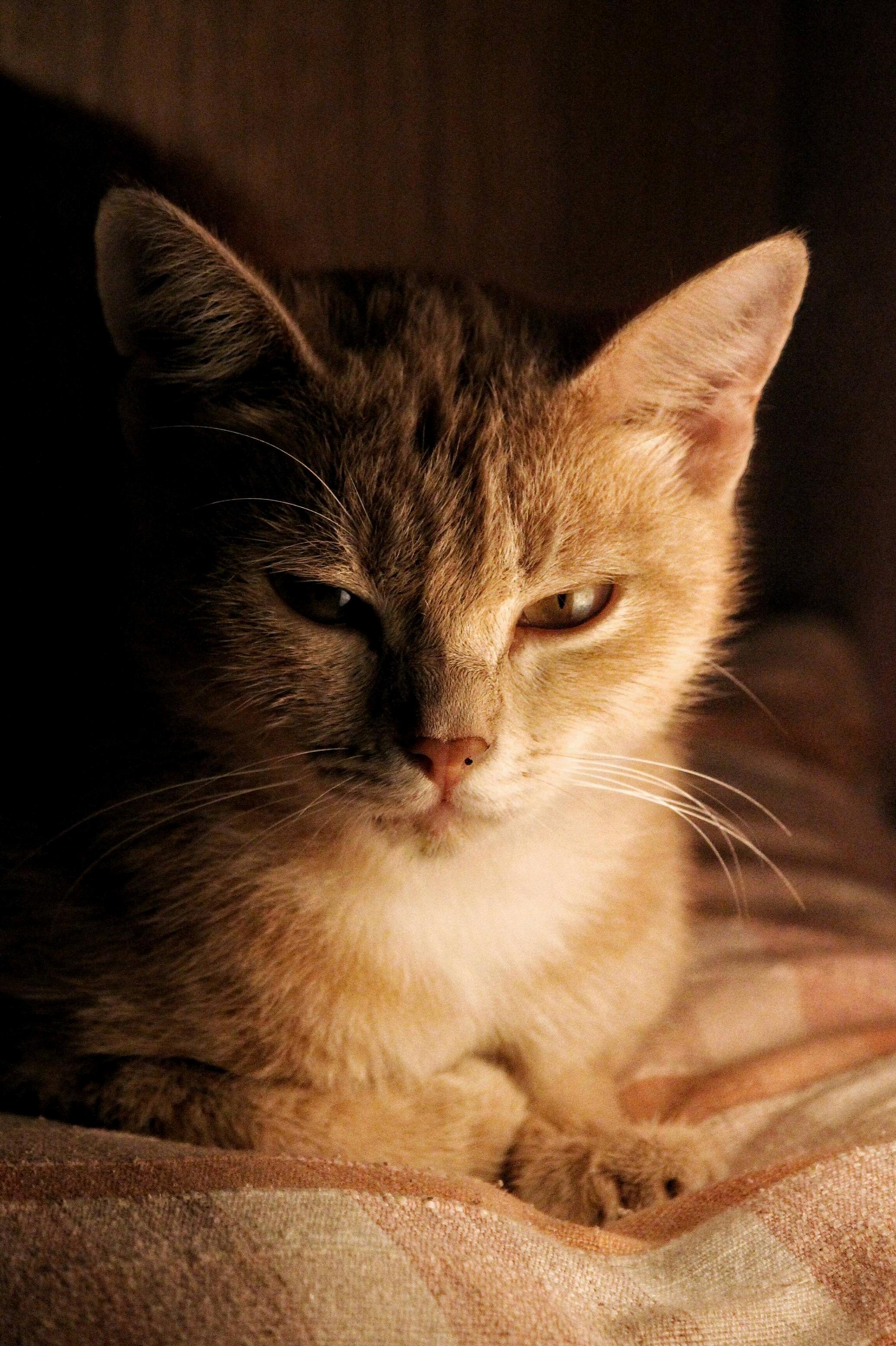 My Cousins Majestic Cat Queen Eevee