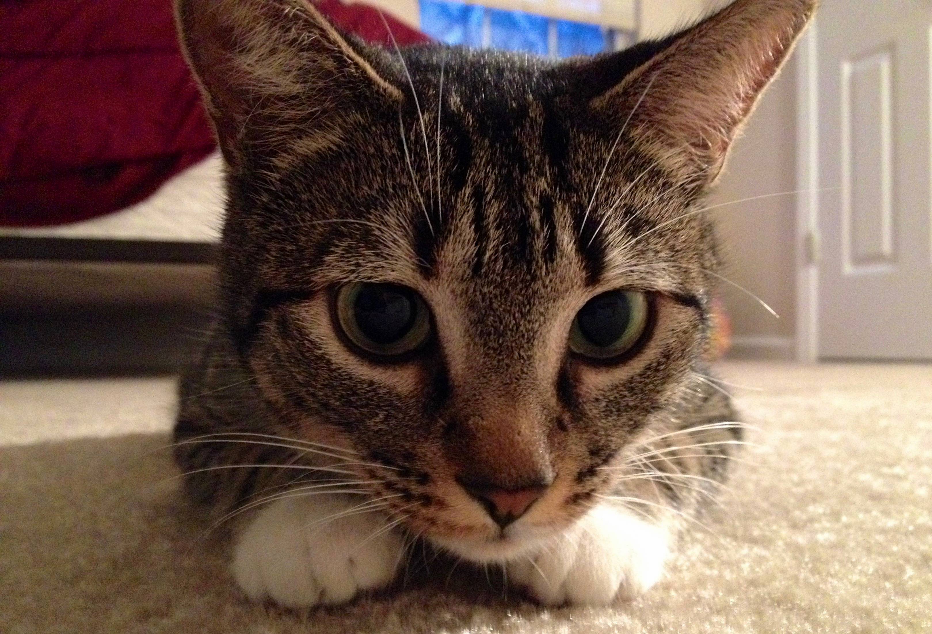 My Curious Lady Lucky Examining the Camera