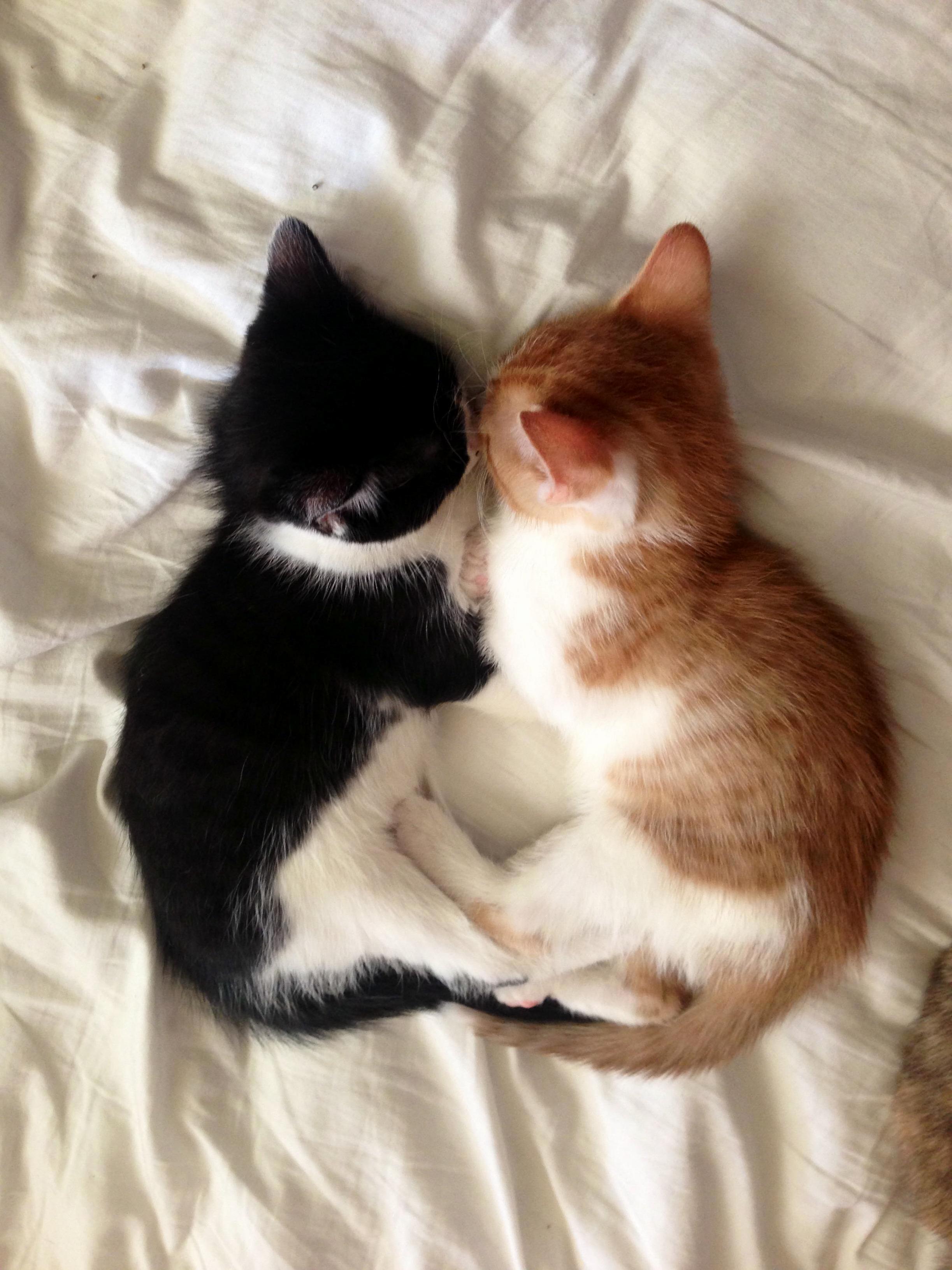 My Cuties When They Were 2 Mo.