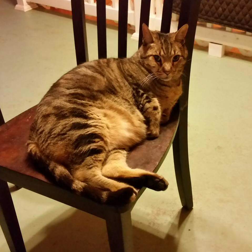 My Dads Cat 19 Pound Norm
