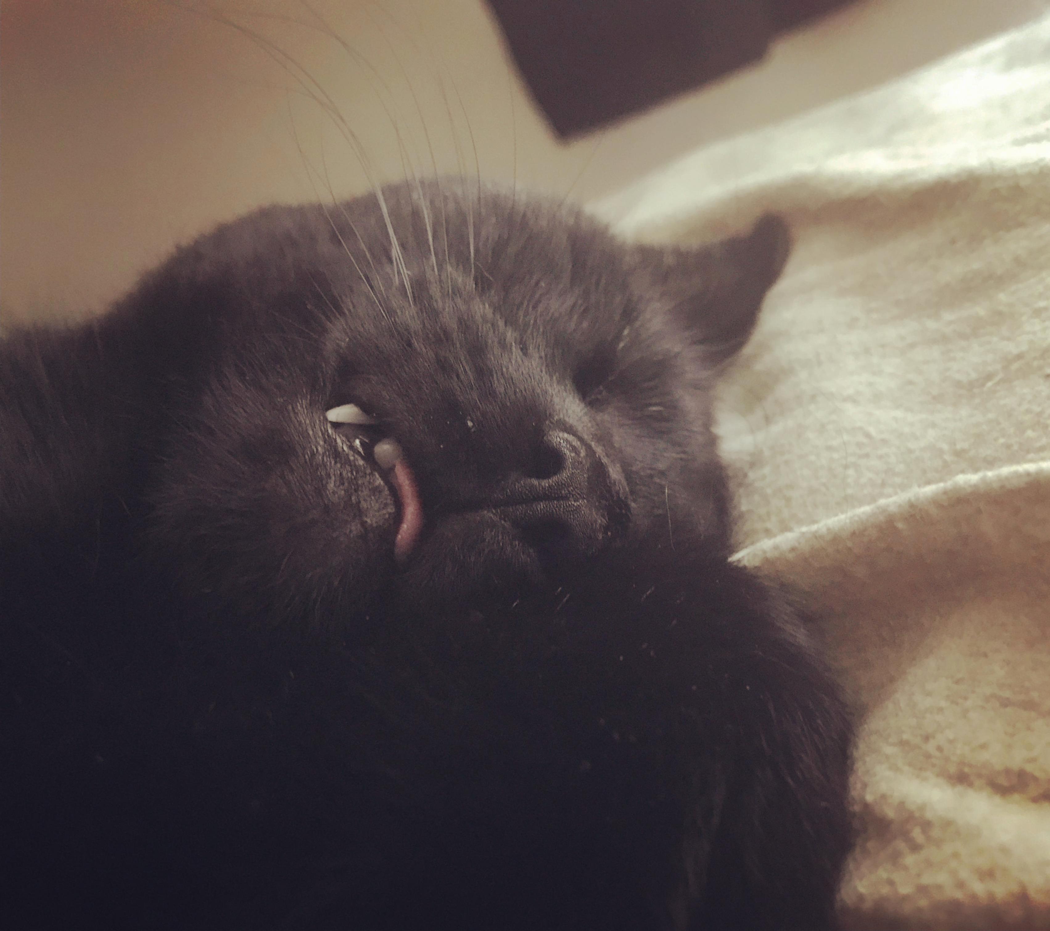 My Derpy Nap Partner.
