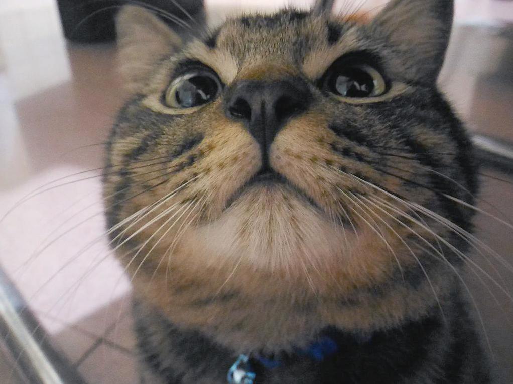 My Favorite Photo of Our Cat Beanie