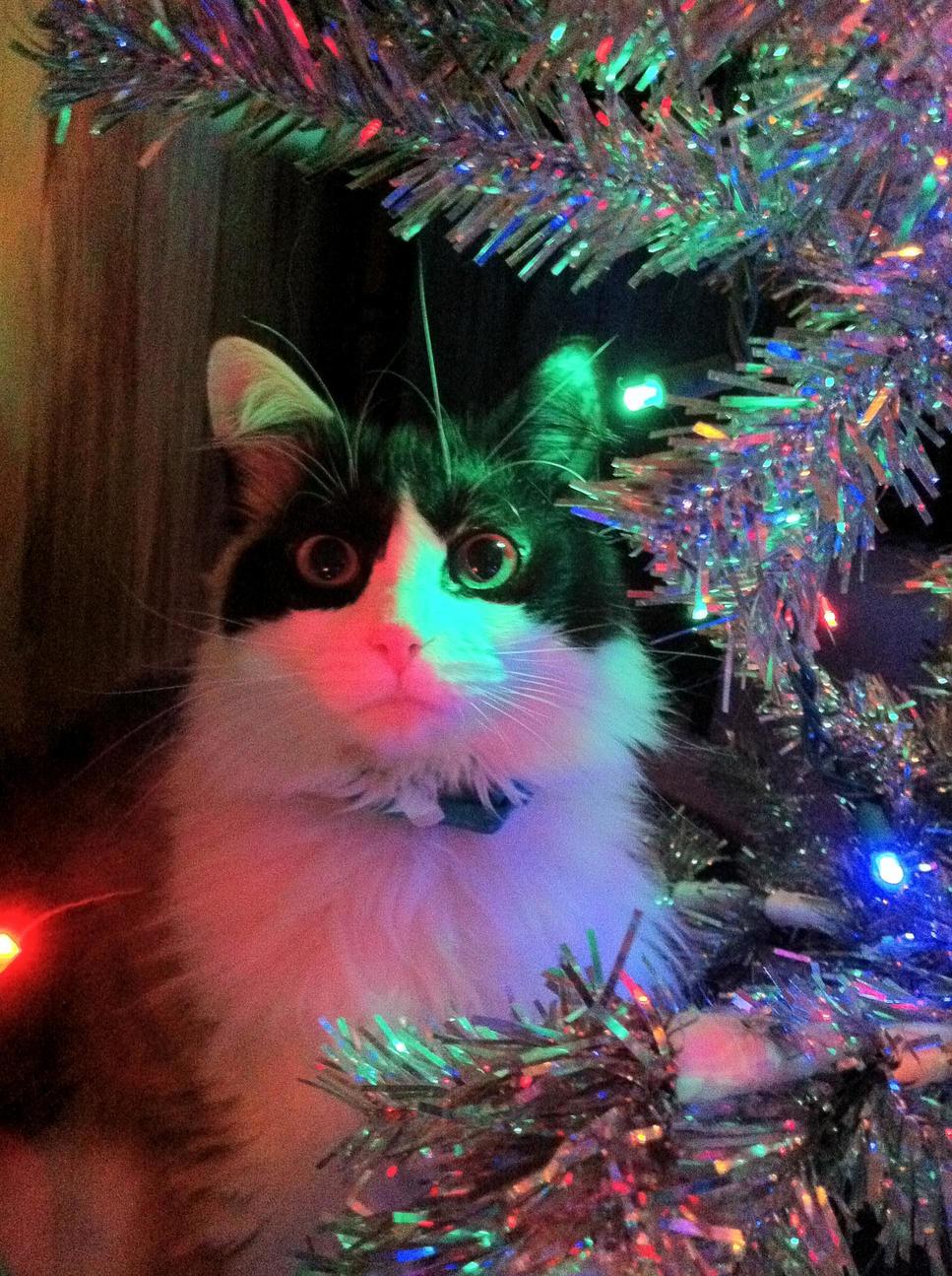 My Favorite Picture of My Cat.