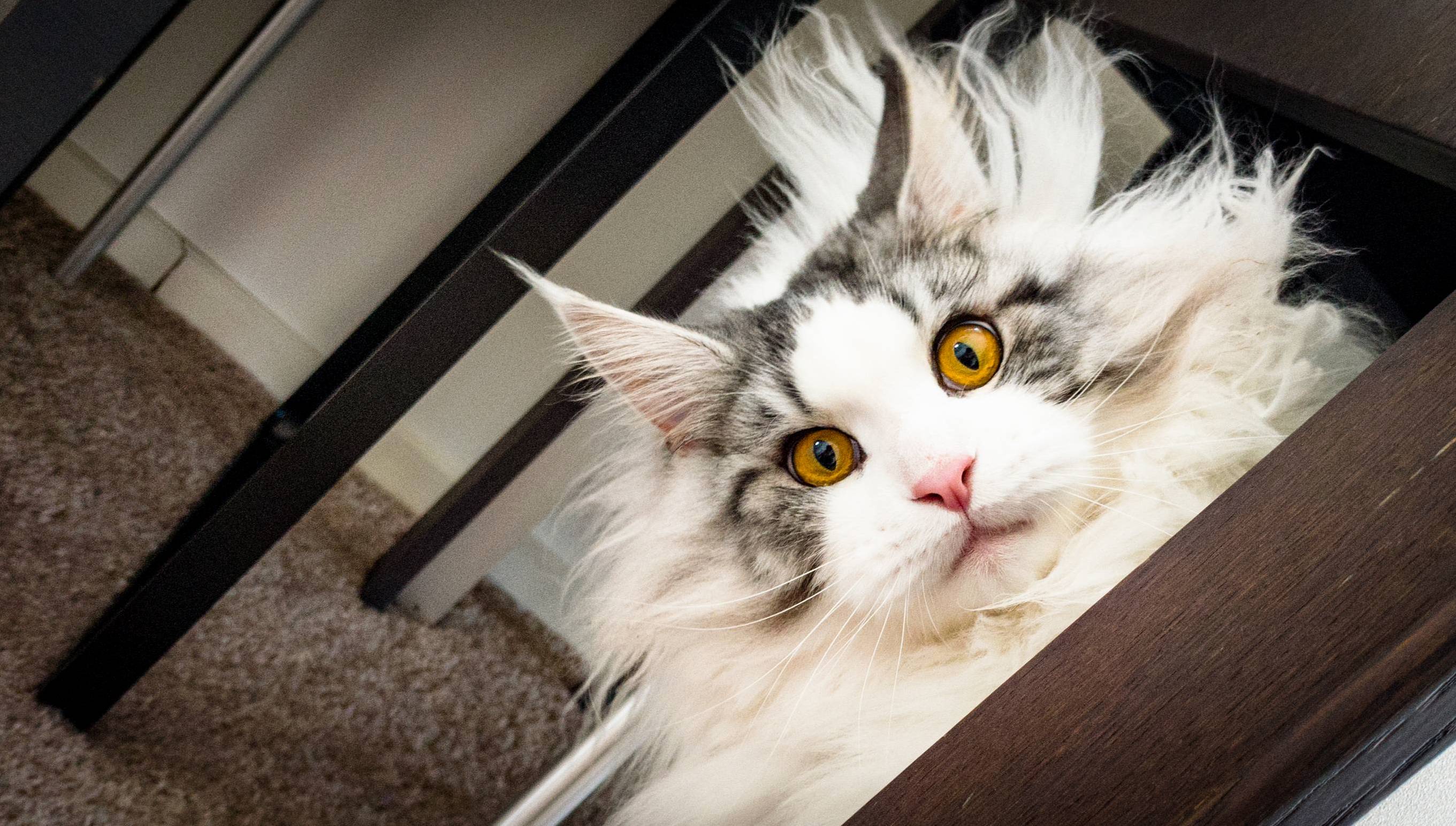 My Fluff Ball Hudson.