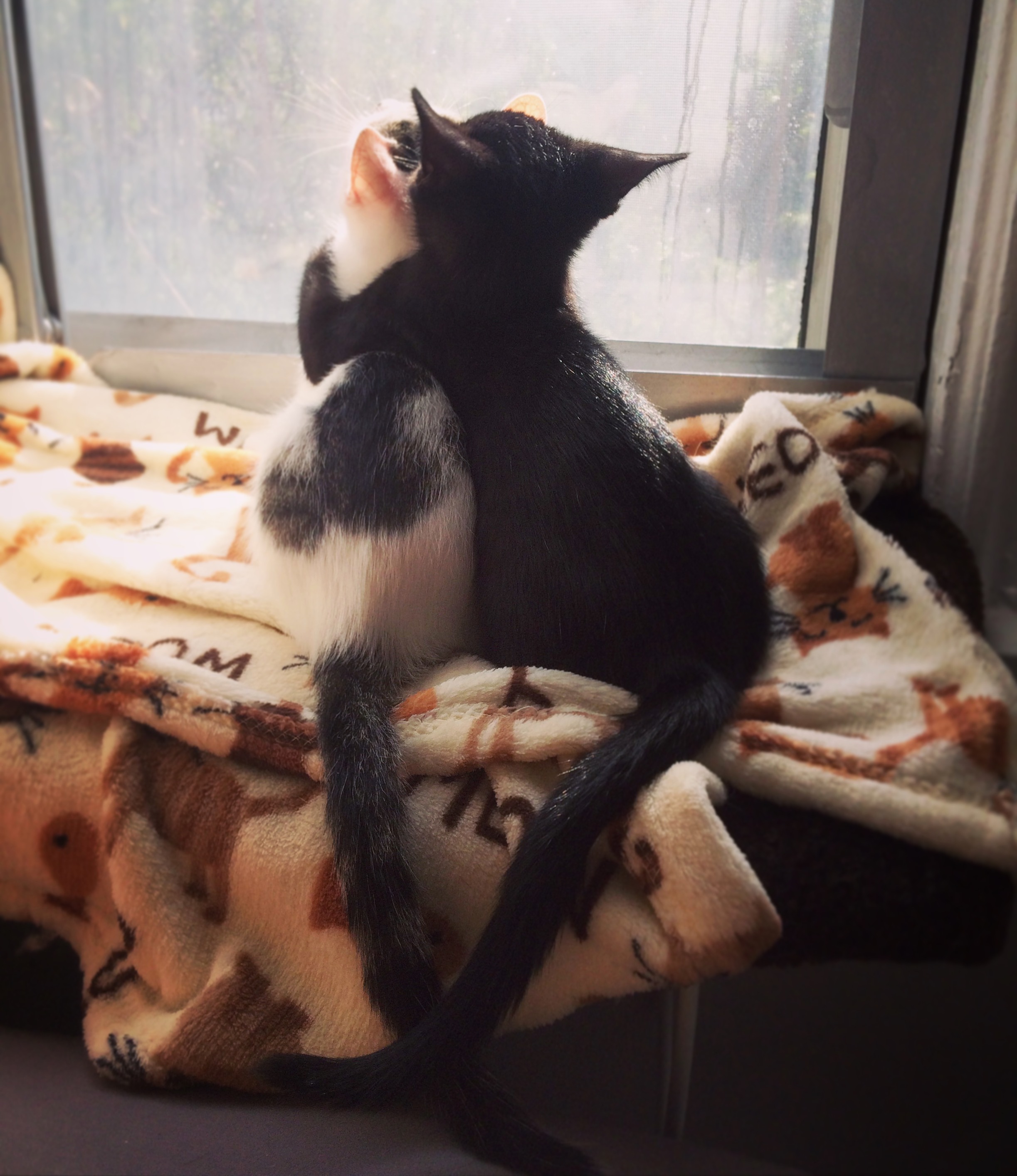 My Foster Kittens Being Best Buddies