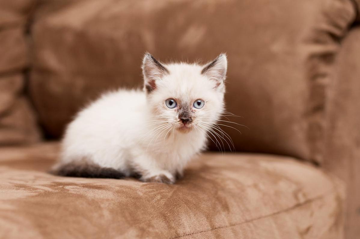 My Friend Fosters Kittens and I Get to Take Pictures of Them to Help Them Get Adopted. I Was Really Tempted to Take This One Home. but He Already Has People.