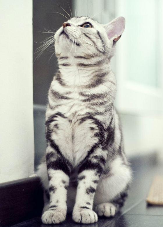 My Friend Have a Gorgeous Cat with Heart Marking
