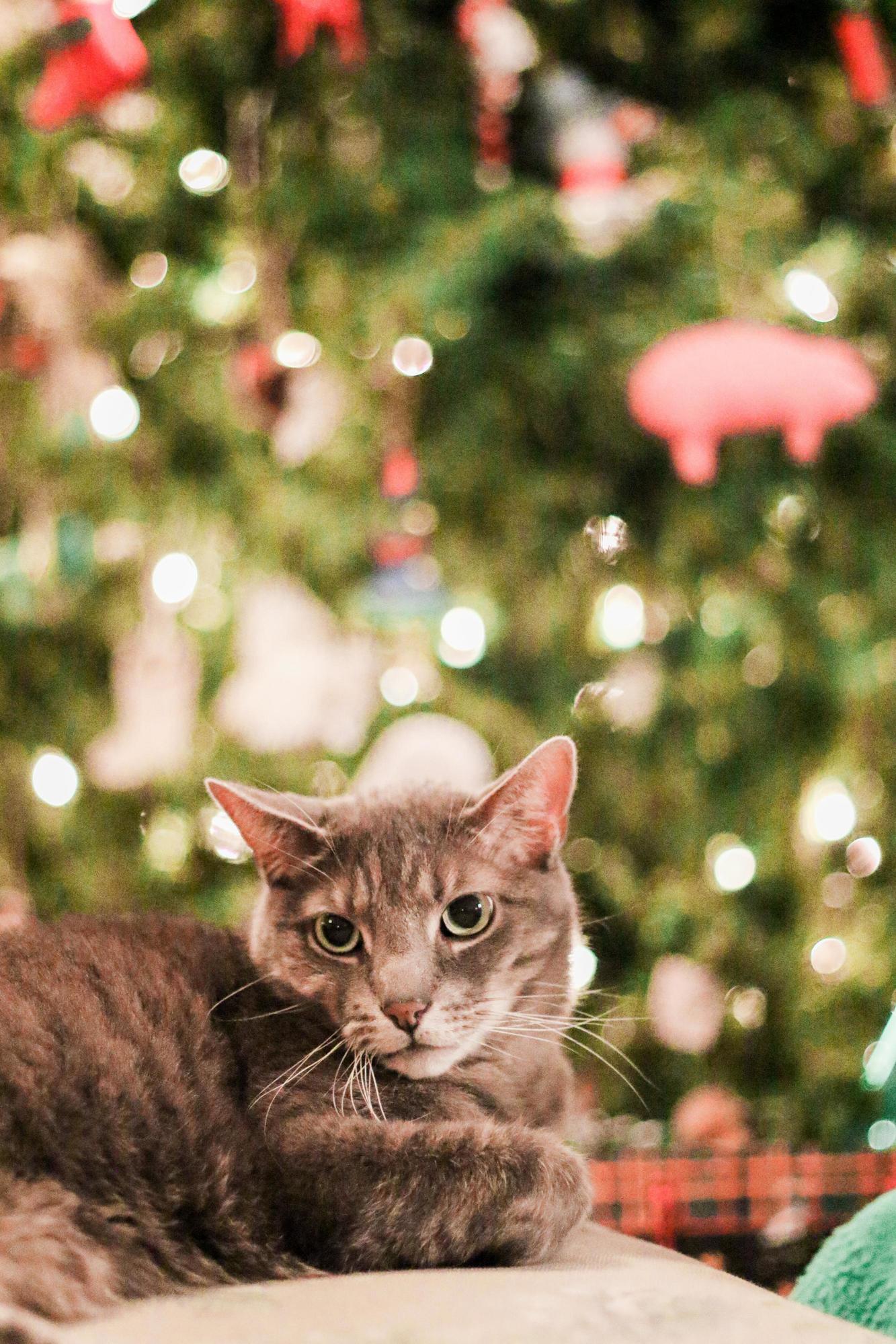 My Friend Sent Out Her Christmas Cards Today