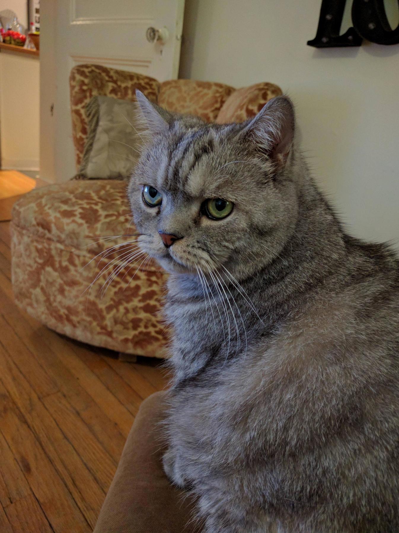 My Friends Cat Battlecat Has 2 Different Color Eyes