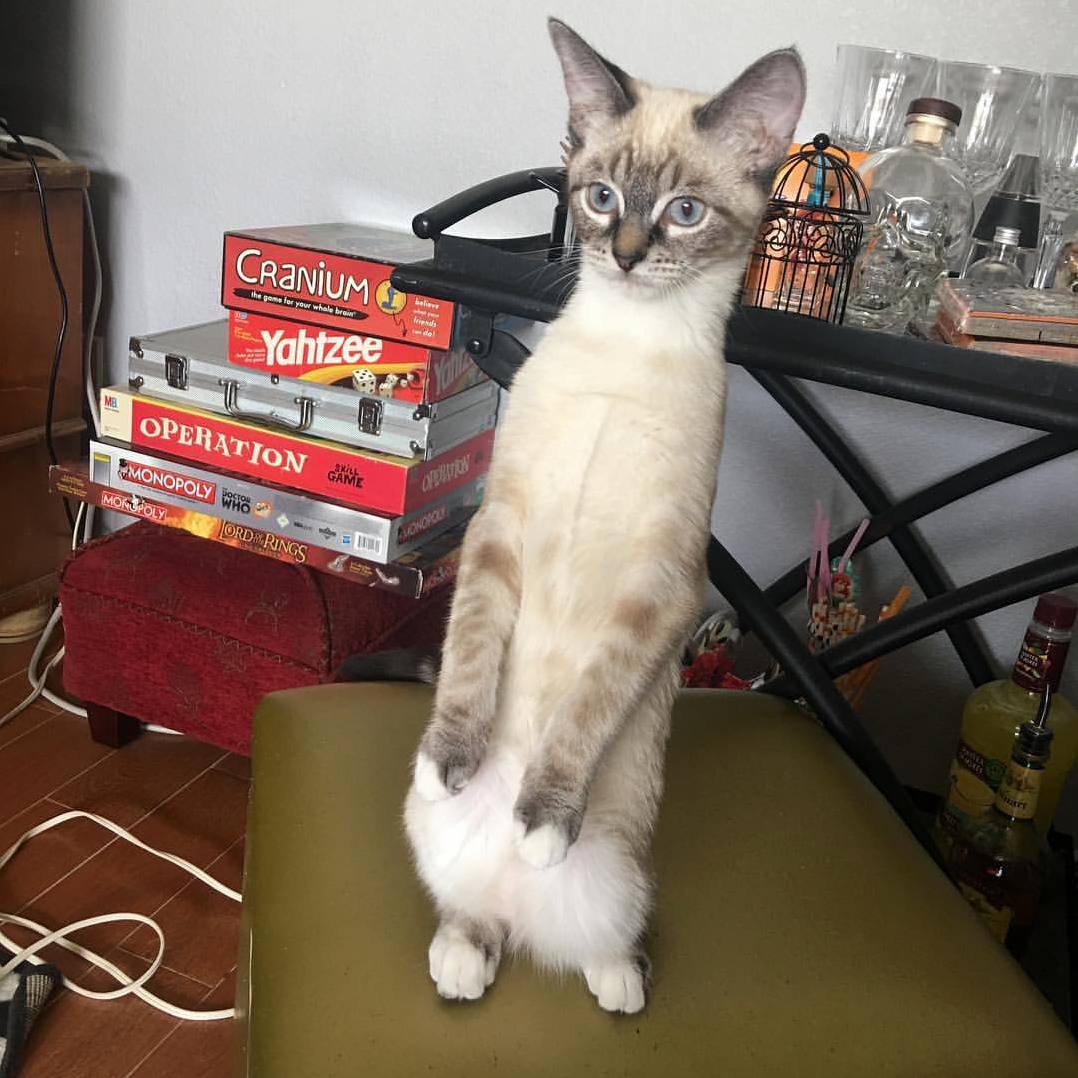 My Friends Kitten Catya aka Caca X-post Rcatsstandingup