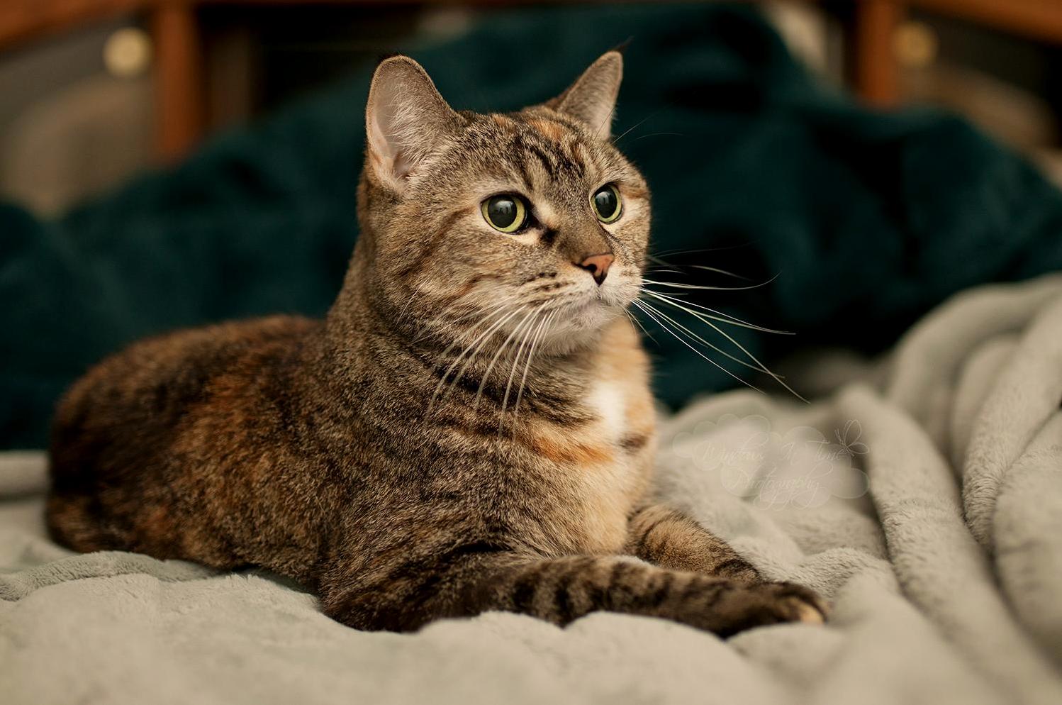 My Girl 15 Years Old Oldest of My 4 2 Legged Babies. Still the Queen of Her Home.