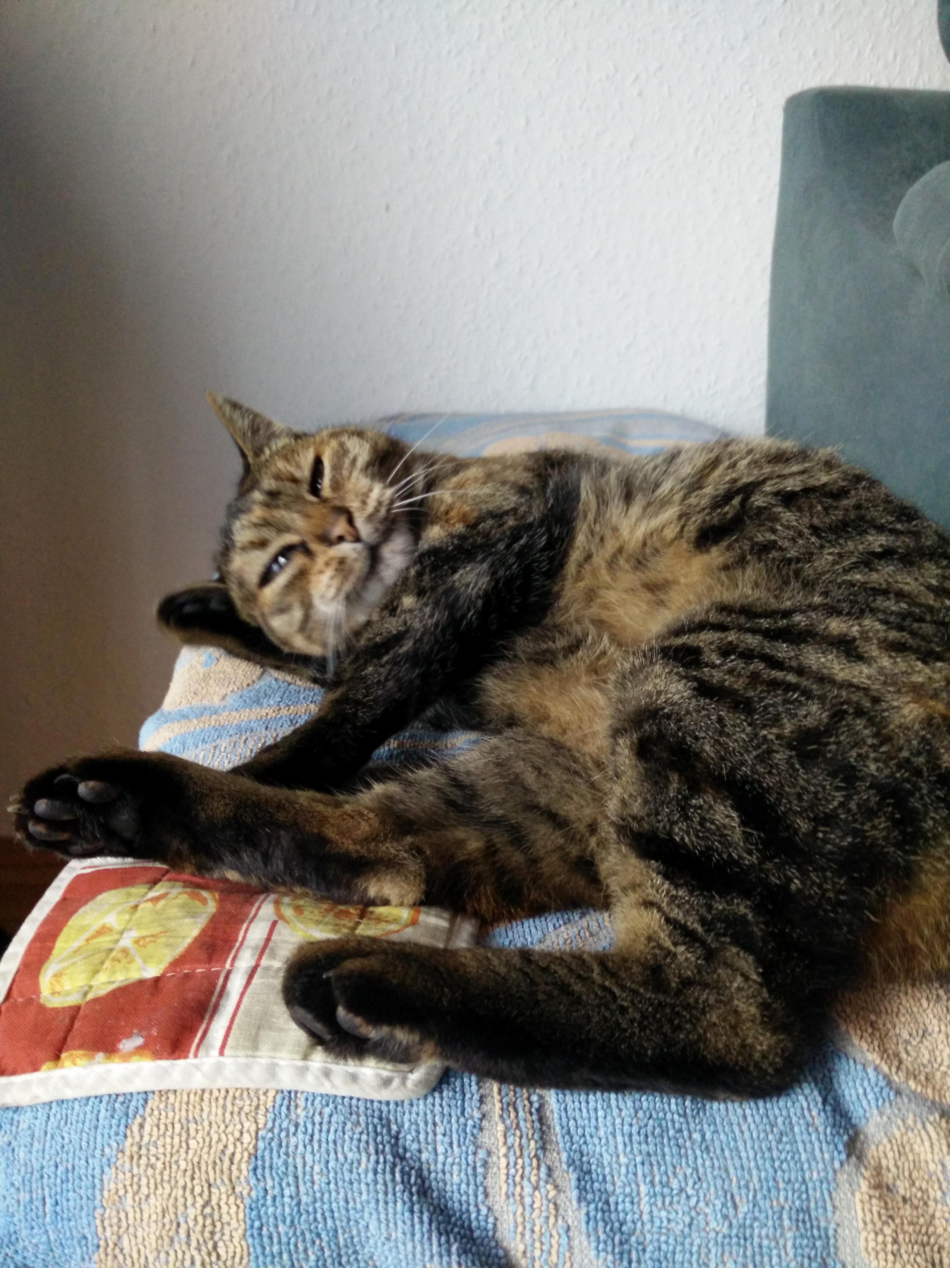 My Grandmas Cat 3
