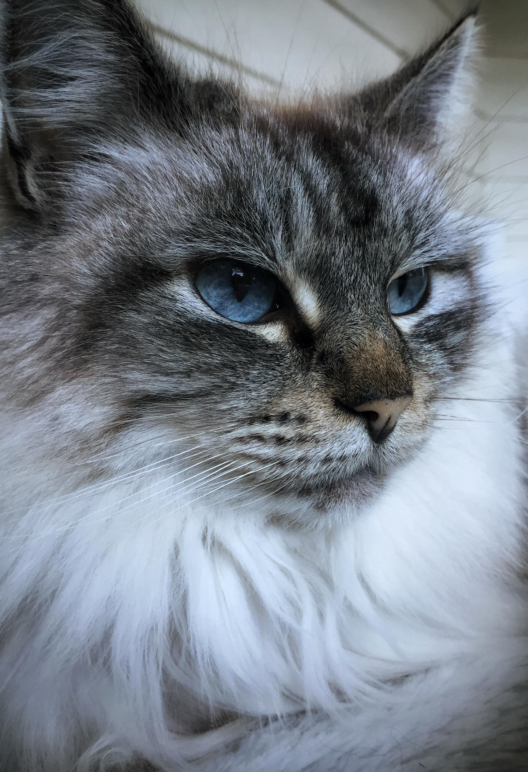 My Grandmas Cat Lily Is Really Photogenic.