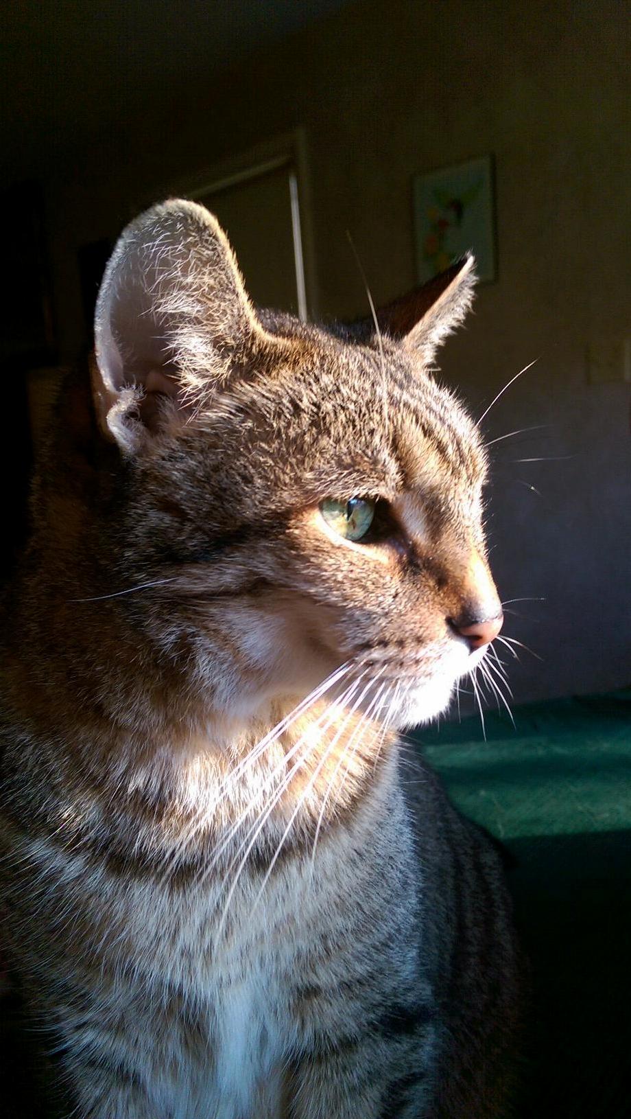My Grandmothers Majestic Cat