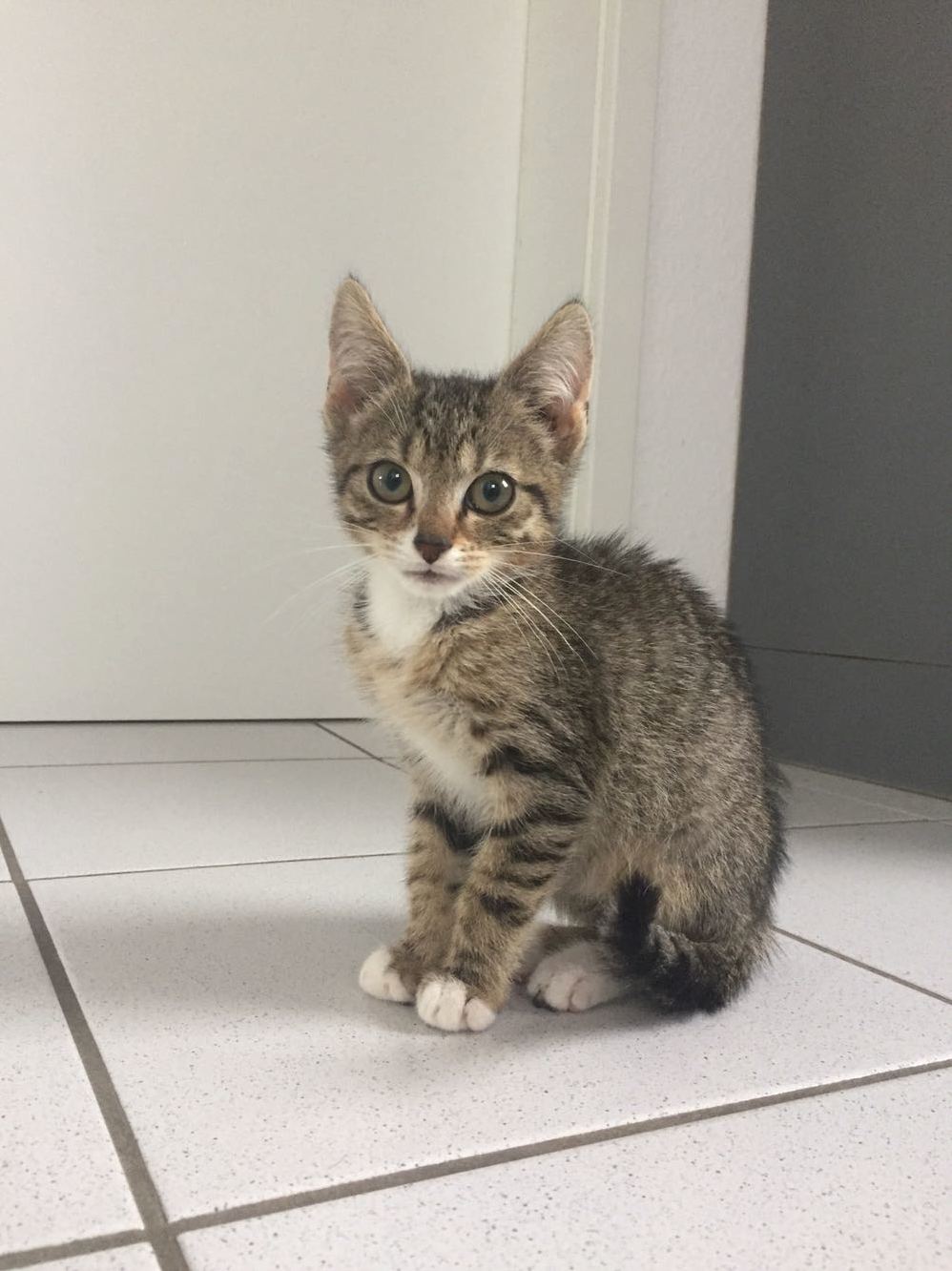 My Husband and I Were Finally Able to Get a Kitten. Everybody Meet Alfonso