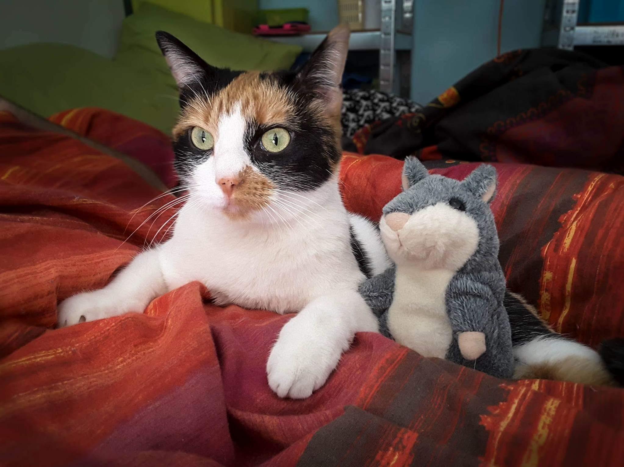 My Incredibly Argumentative Bulgarian Calico and Her Trusting Sidekick.