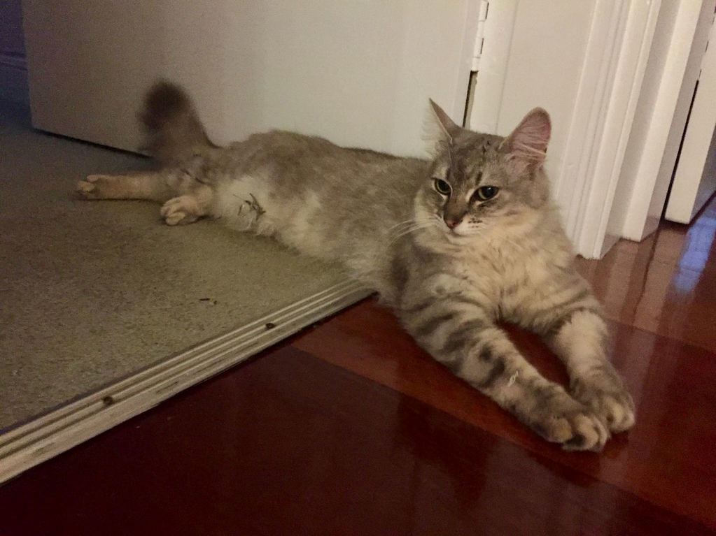 My Kitty Melted in Sydneys 40 C Weather Today