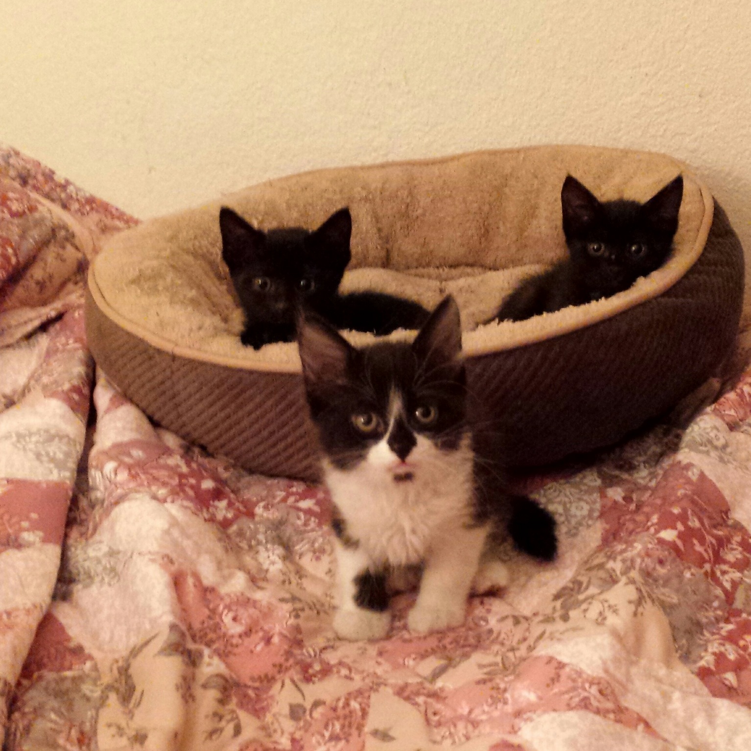 My Latest Foster Babies X-post from Rkittens