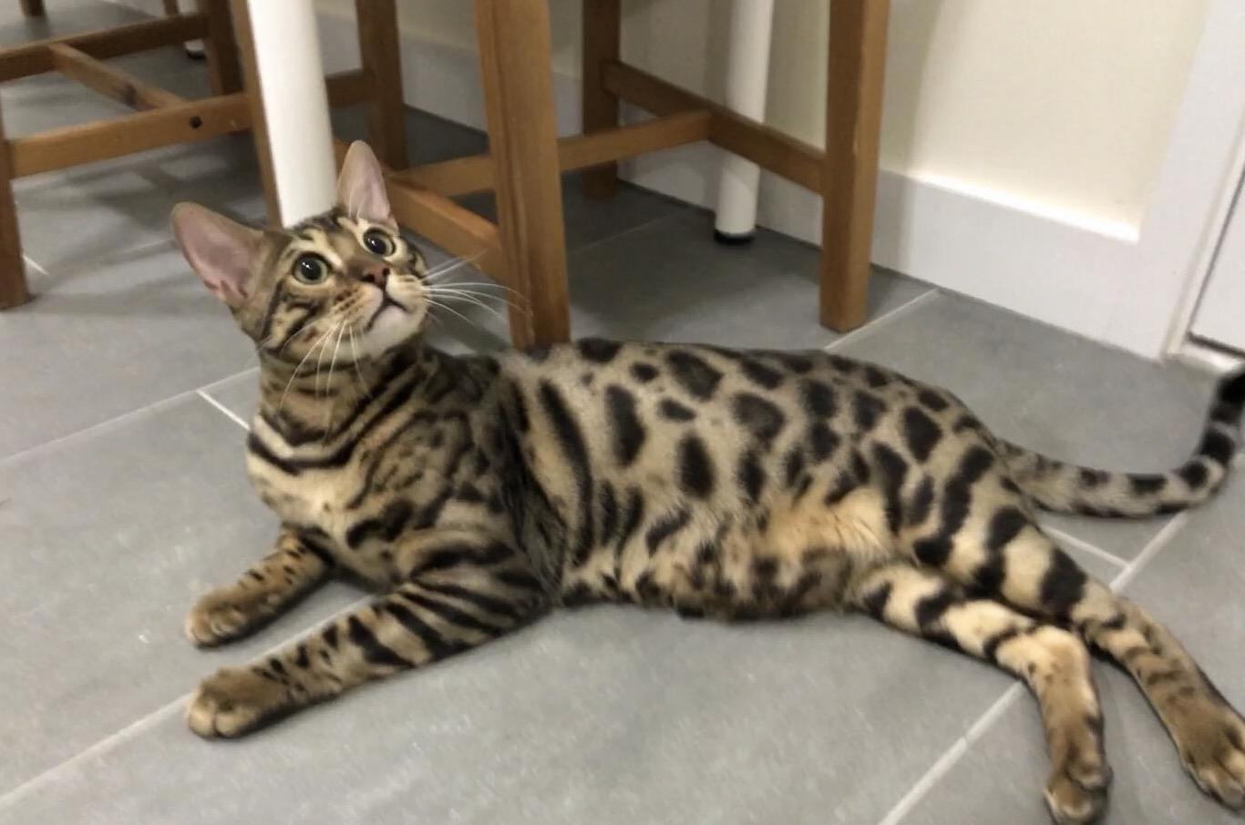 My Leopard Boy