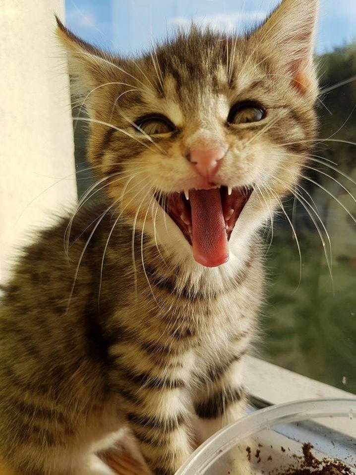 My Little Devil