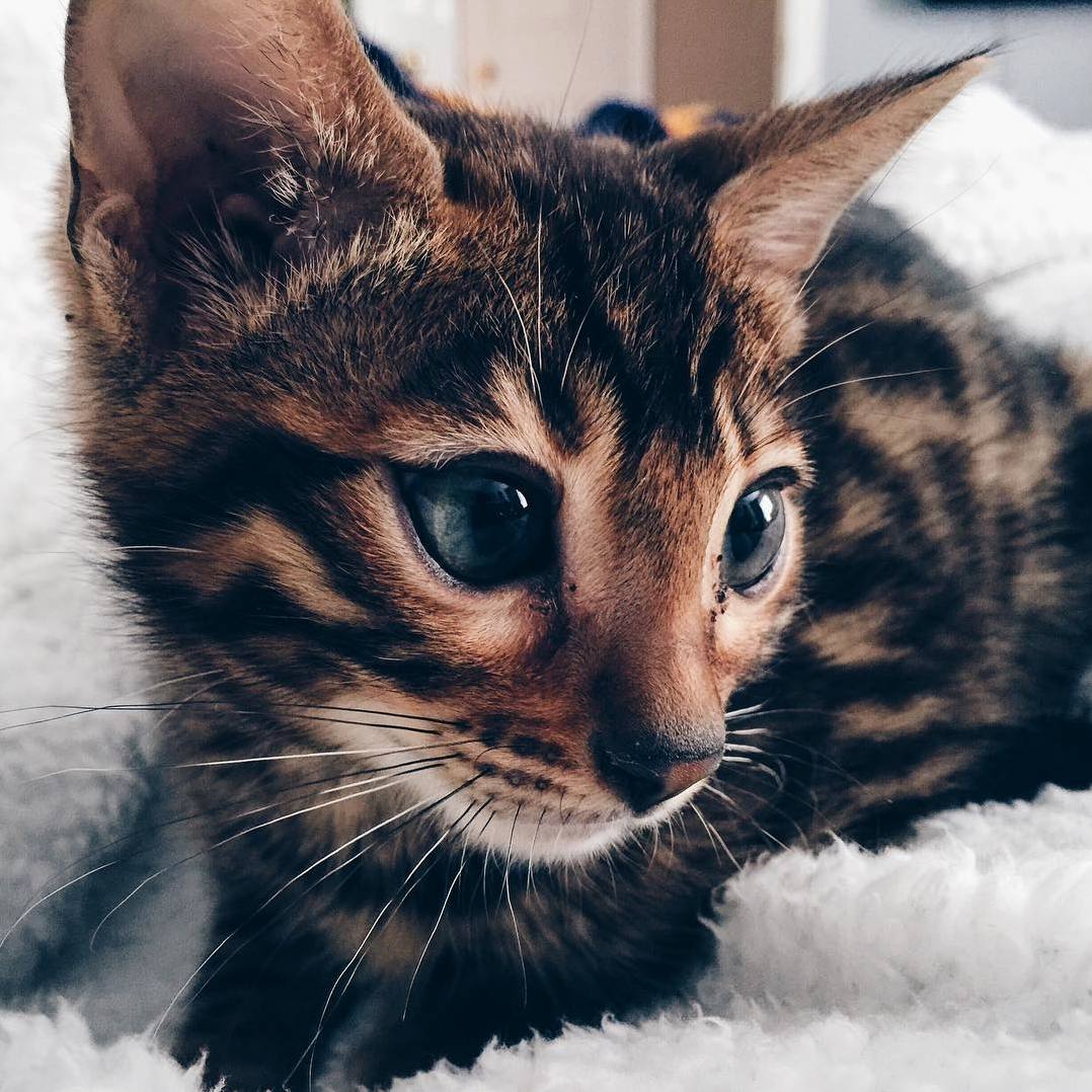 My Little Dude Apollo the Bengal Cat