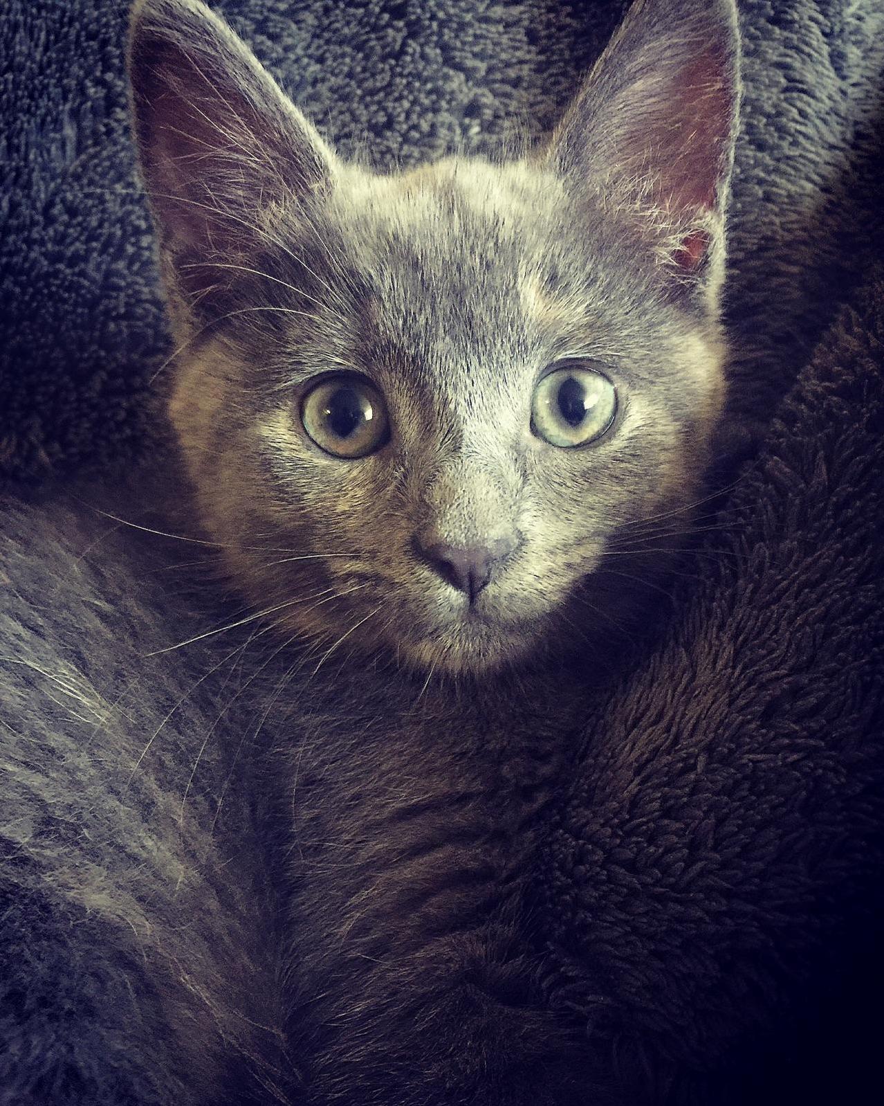 My Little Piper