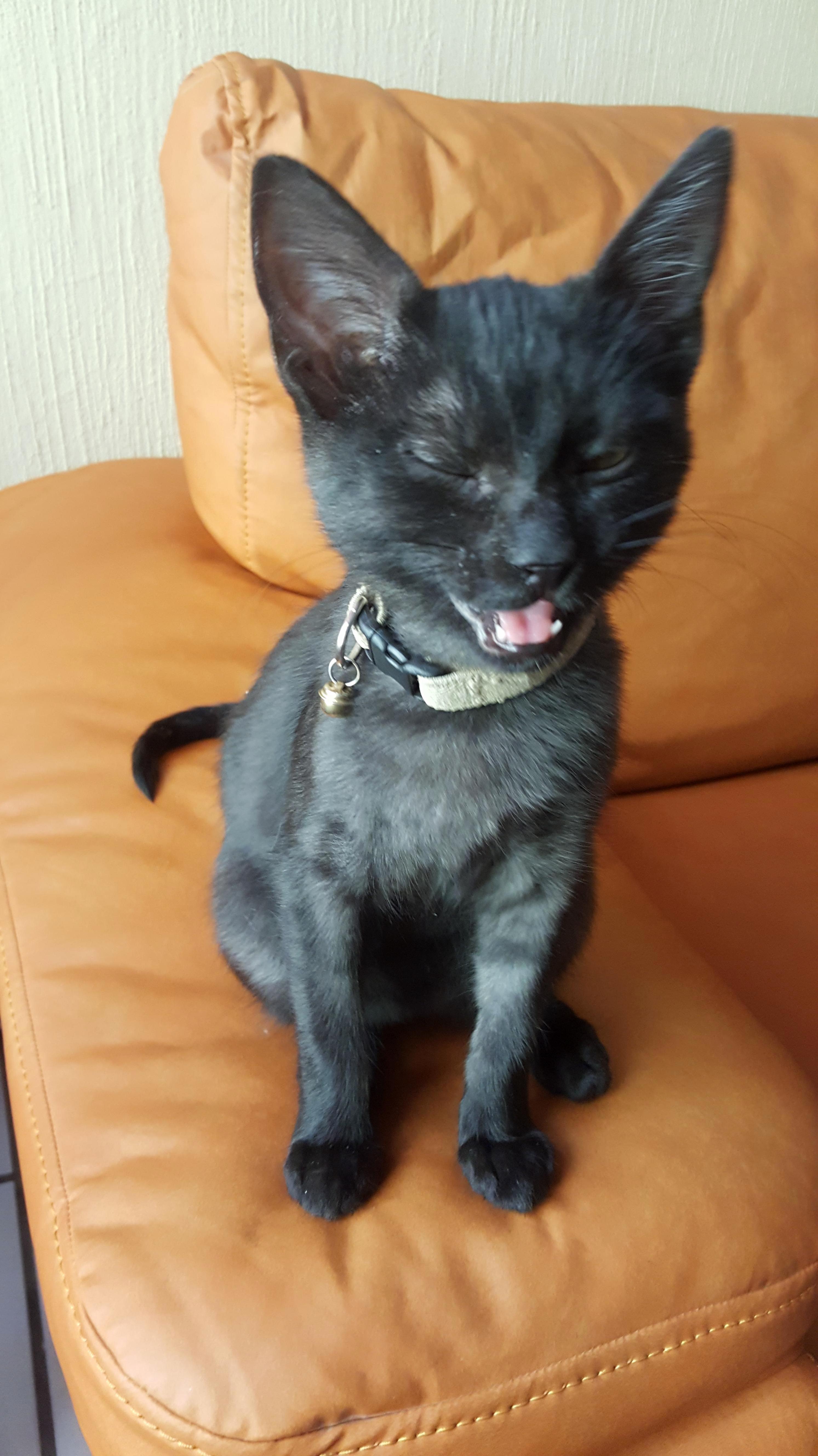 My Little Singing Gremlin