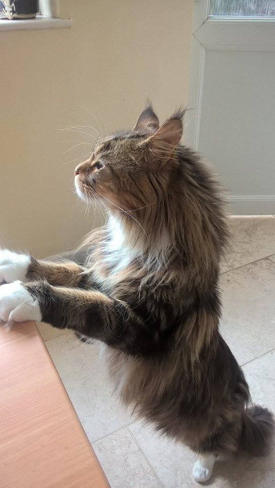 My Maine Coon Standing by the Regular Height Table. Leon Is 3 Years Old Now and Still Growing.