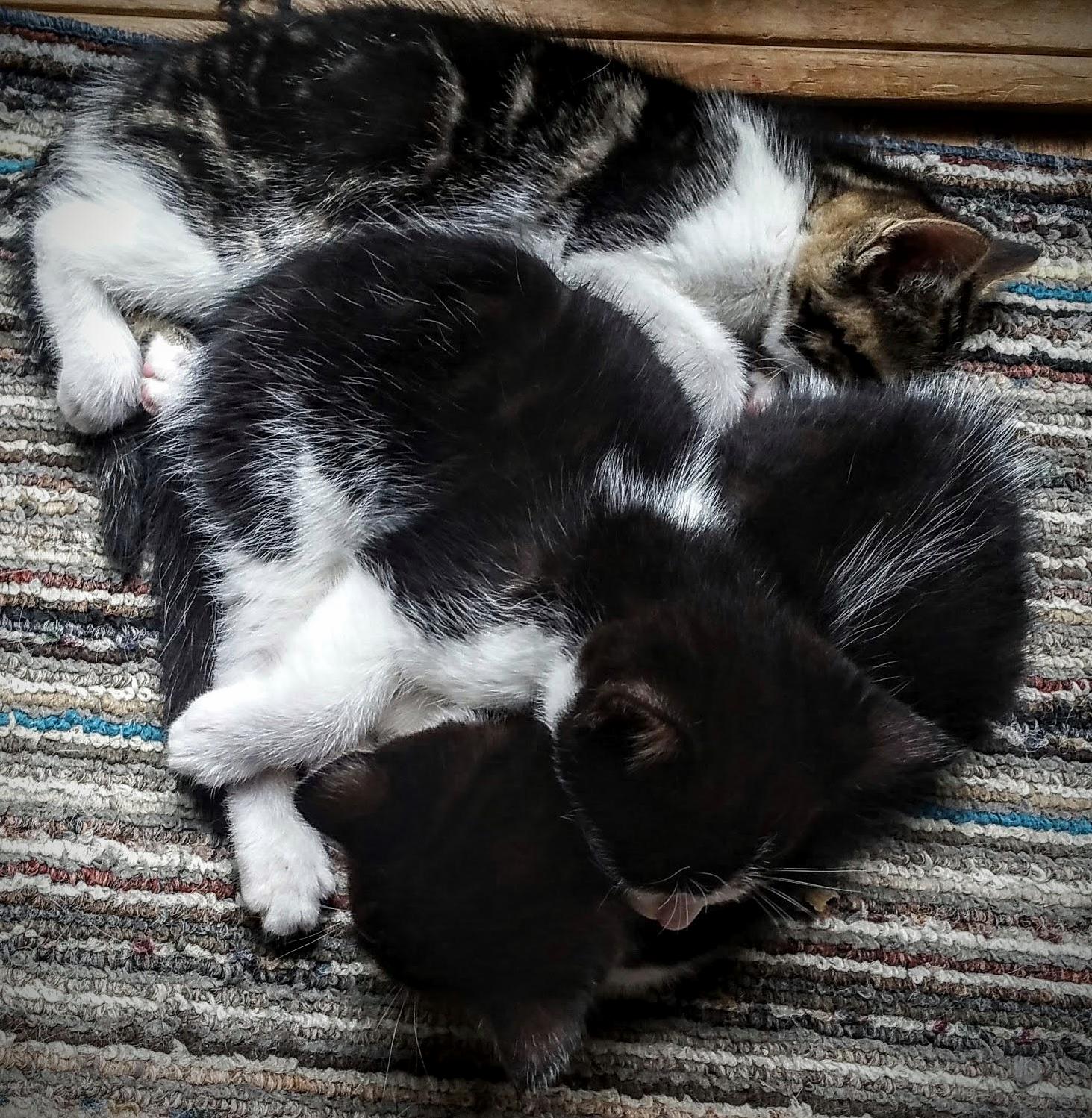 My Moms 2-month-old Kittens Forming the Kittie Triange