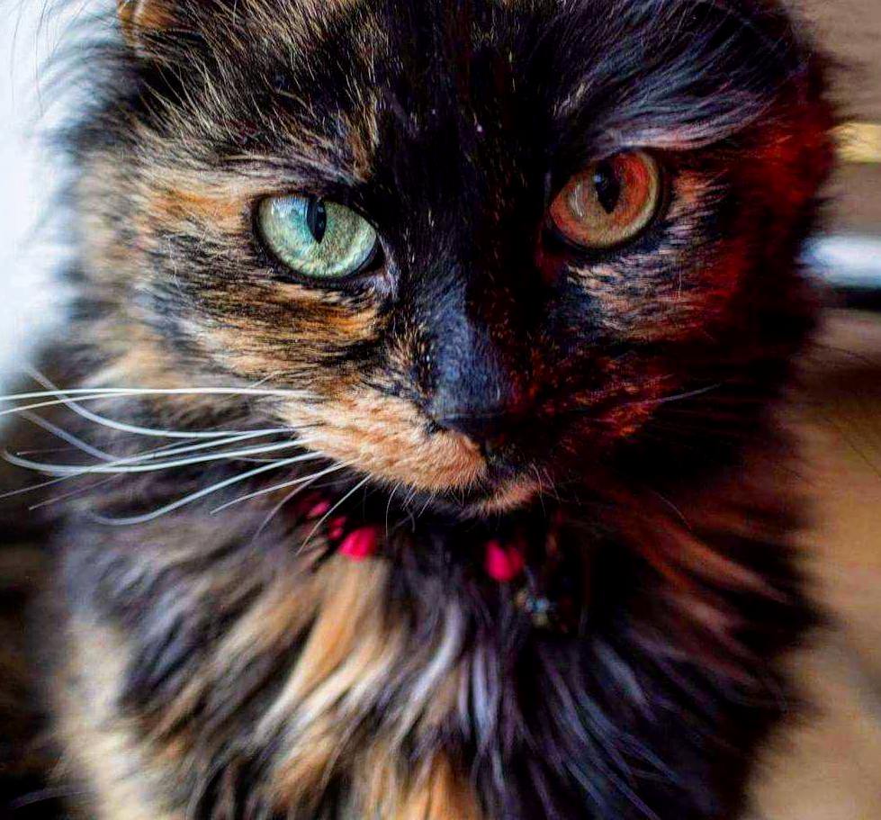 My Mums Partner Took This Lovely Photo of My Beautiful Girl Who Recently Turned 9.