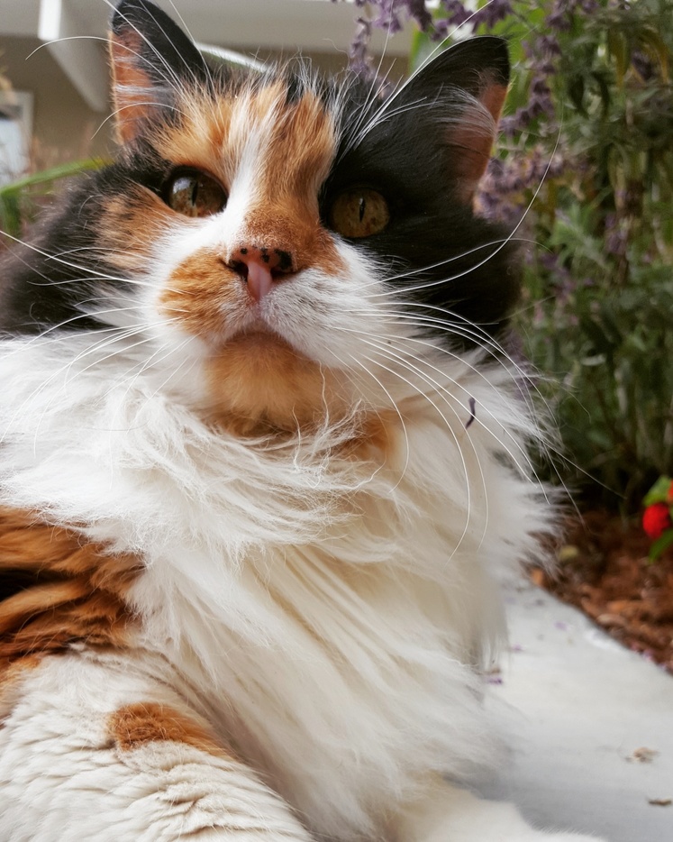 My Neighbors Cat Is Ridiculously Photogenic