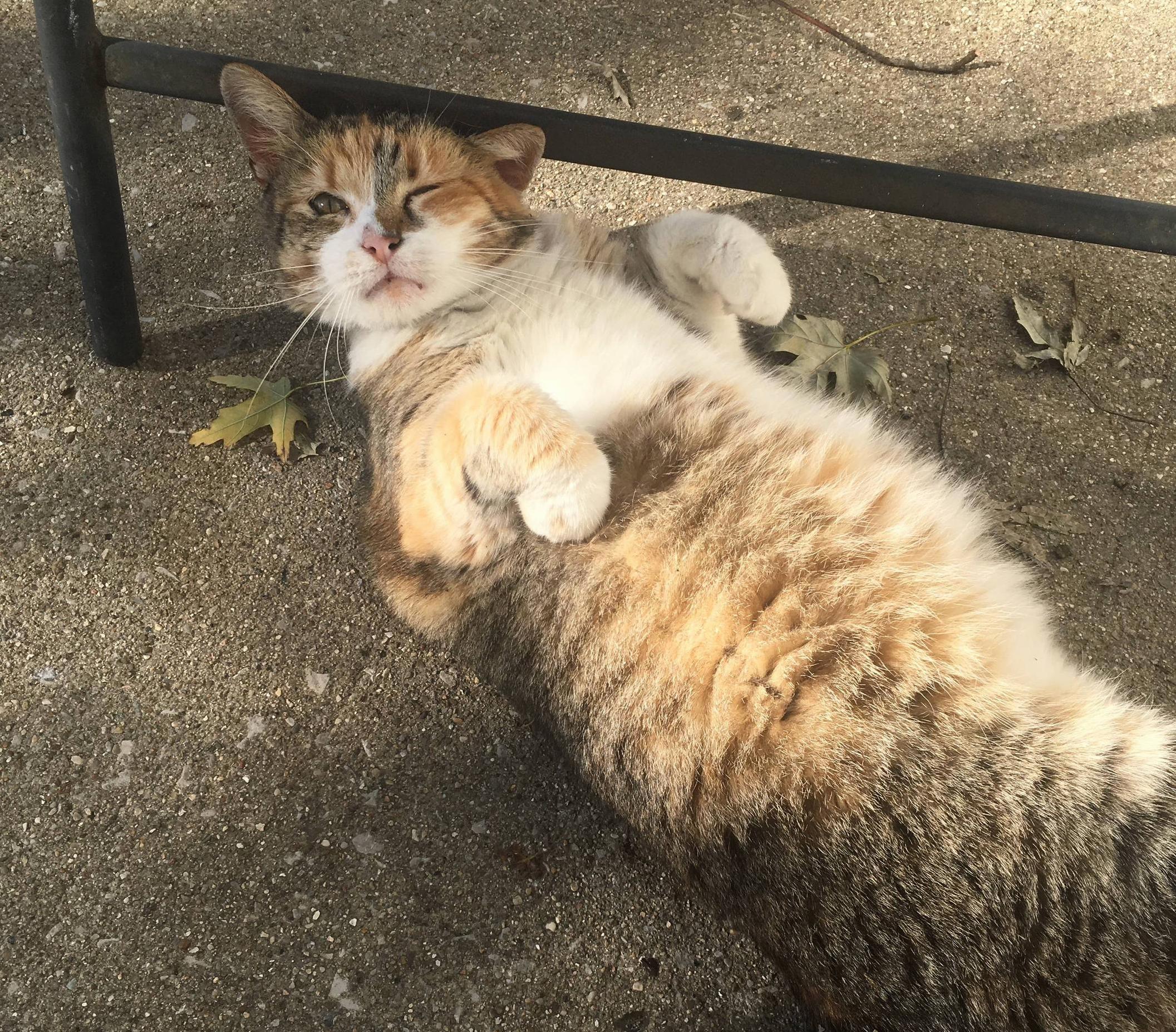My Neighbors Cat Tuna Hanging Out with Me Wink Wink
