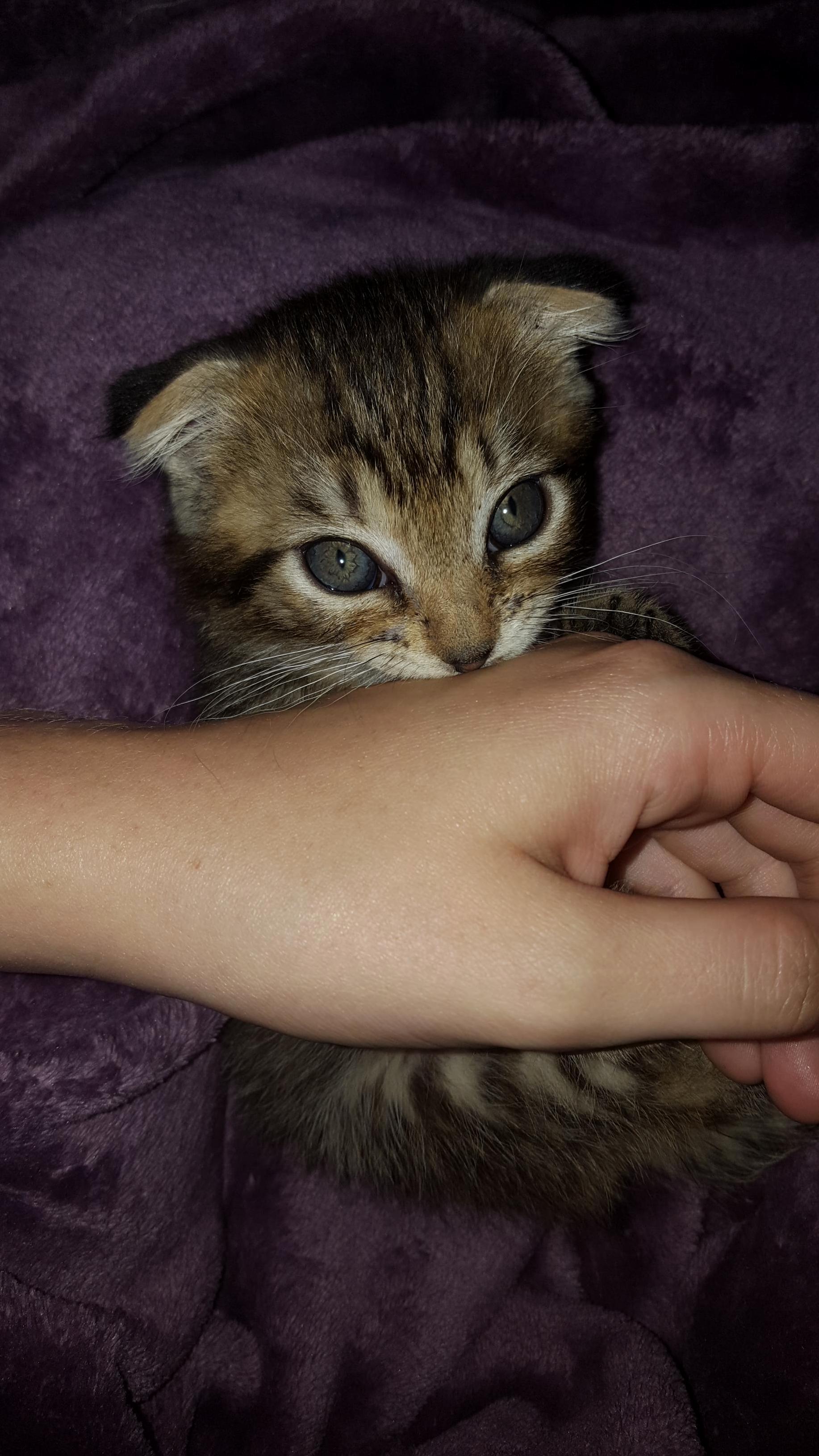 My Newest Addition Chorizo.