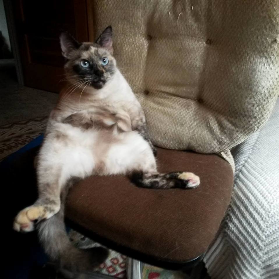 My Oh-so Dignified Little Lady