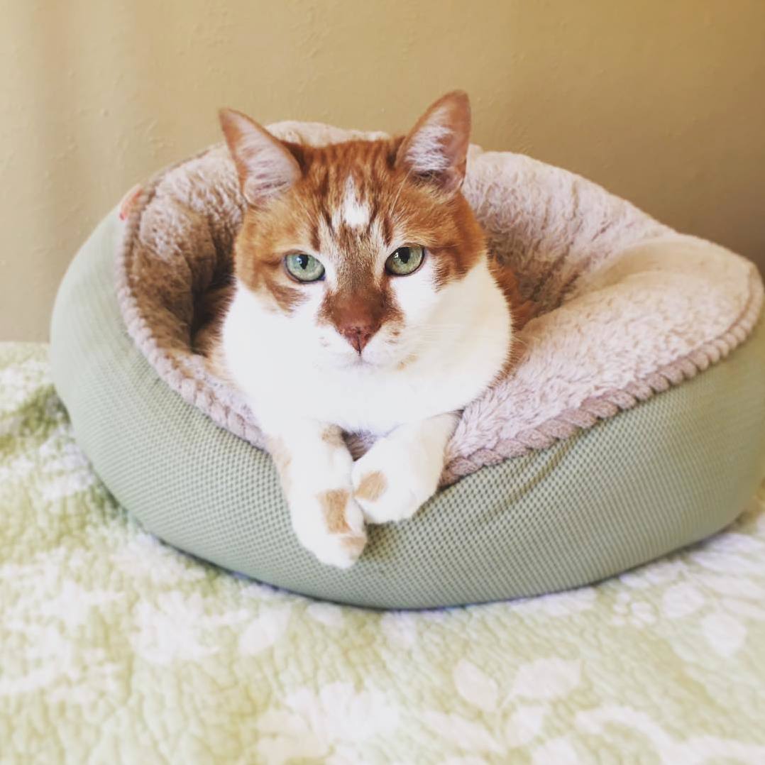 My Old Boy Rusty