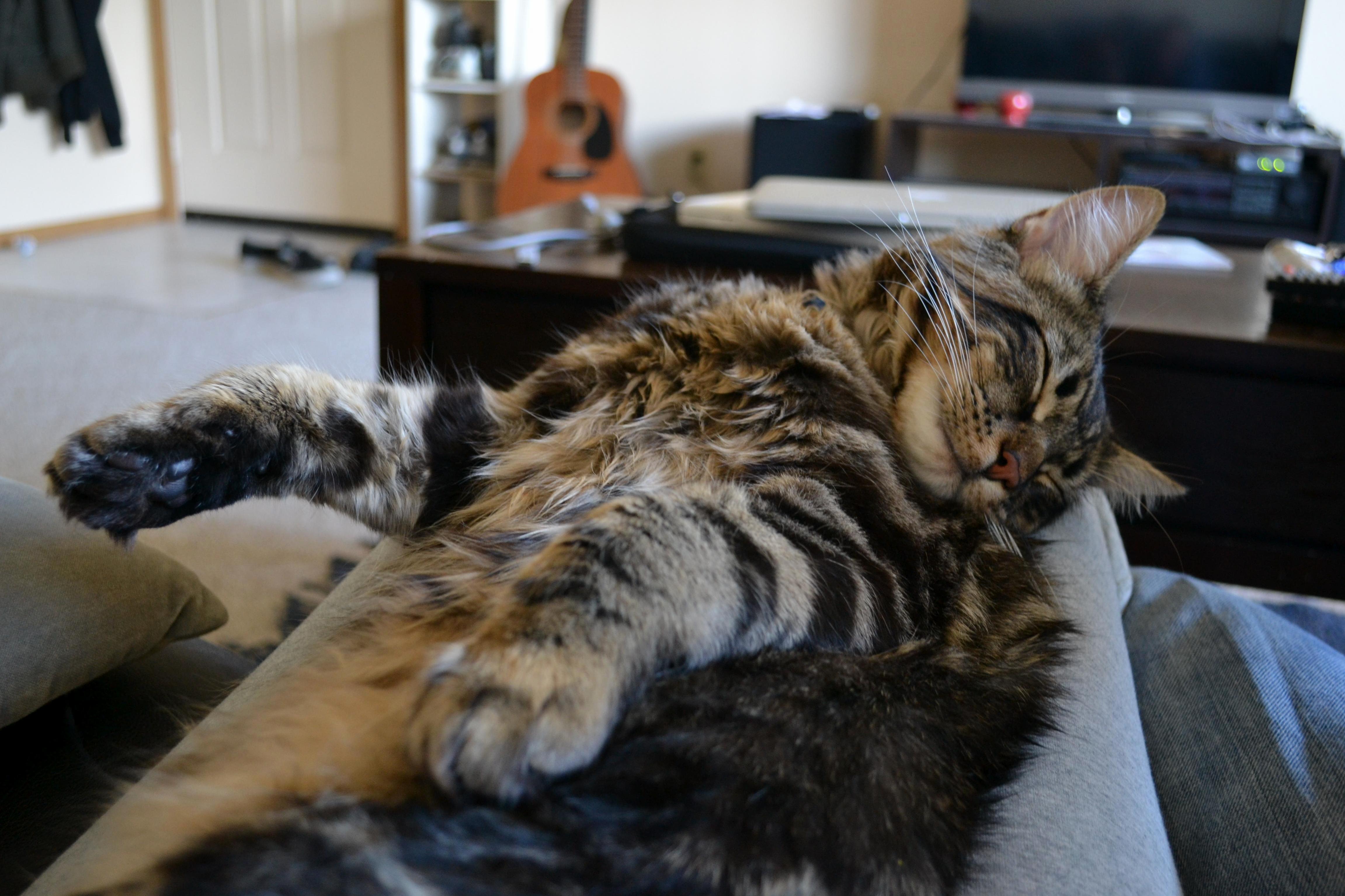 My Precious Sleeping Meow. I Love Him to Death 3